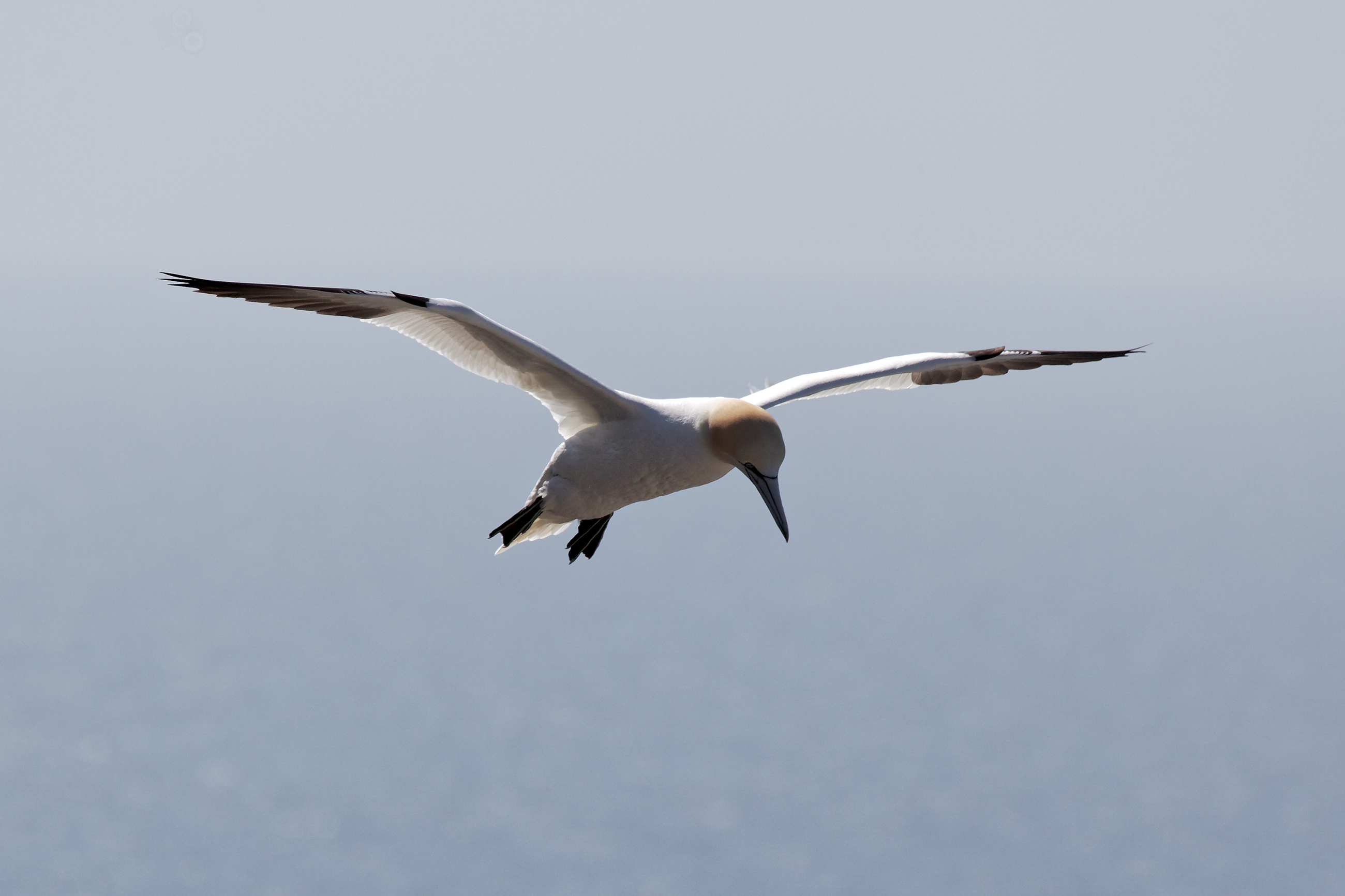 Northern gannet photo