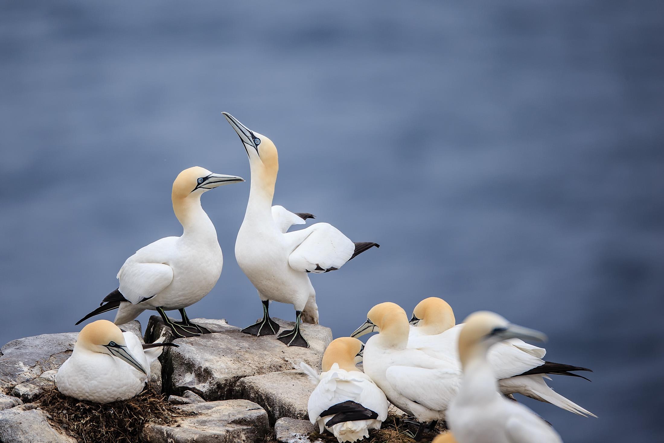 Nesting Colony of Northern Gannets - Cape St. Mary's, Newfoundland ...