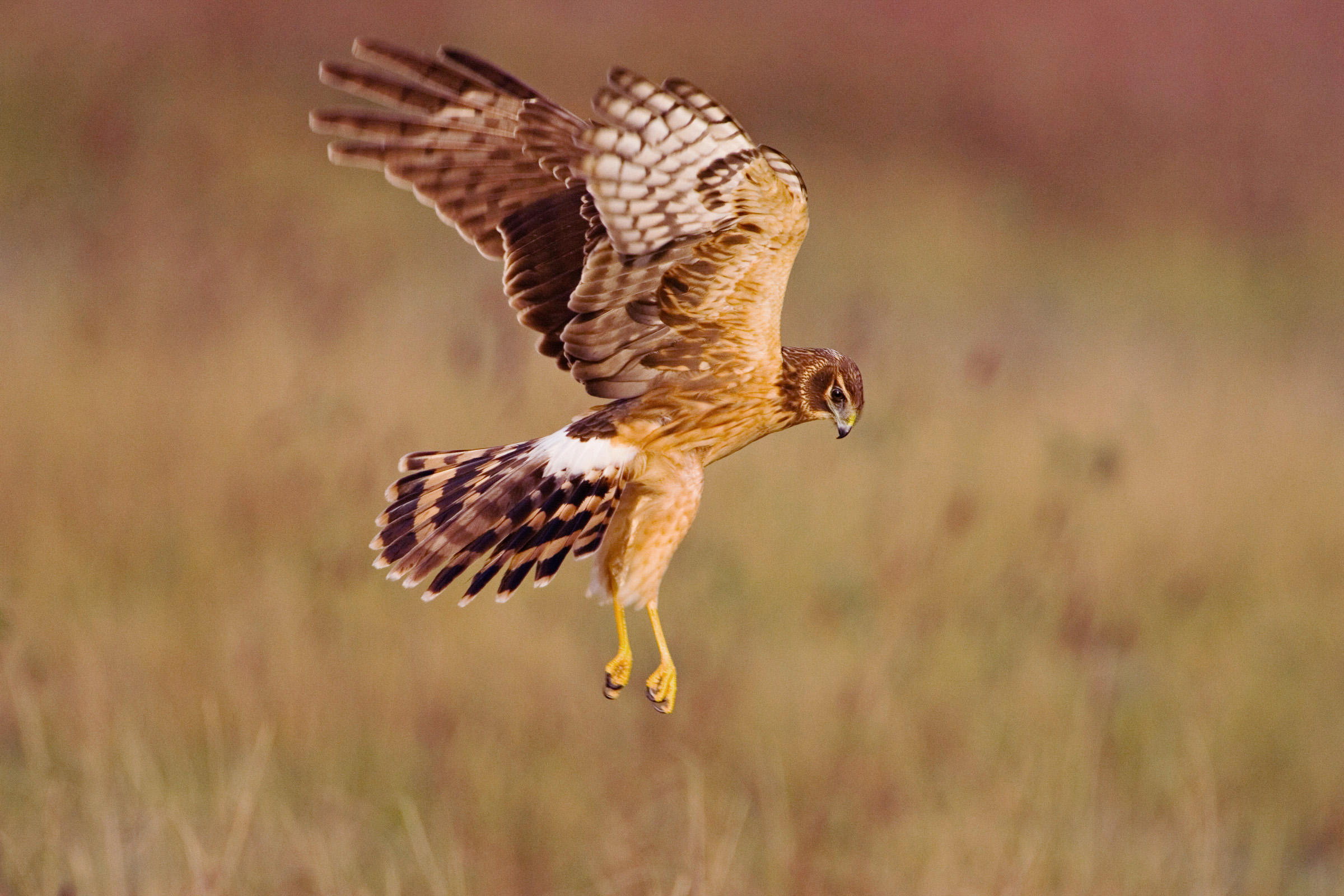 Northern Harrier | Audubon Field Guide