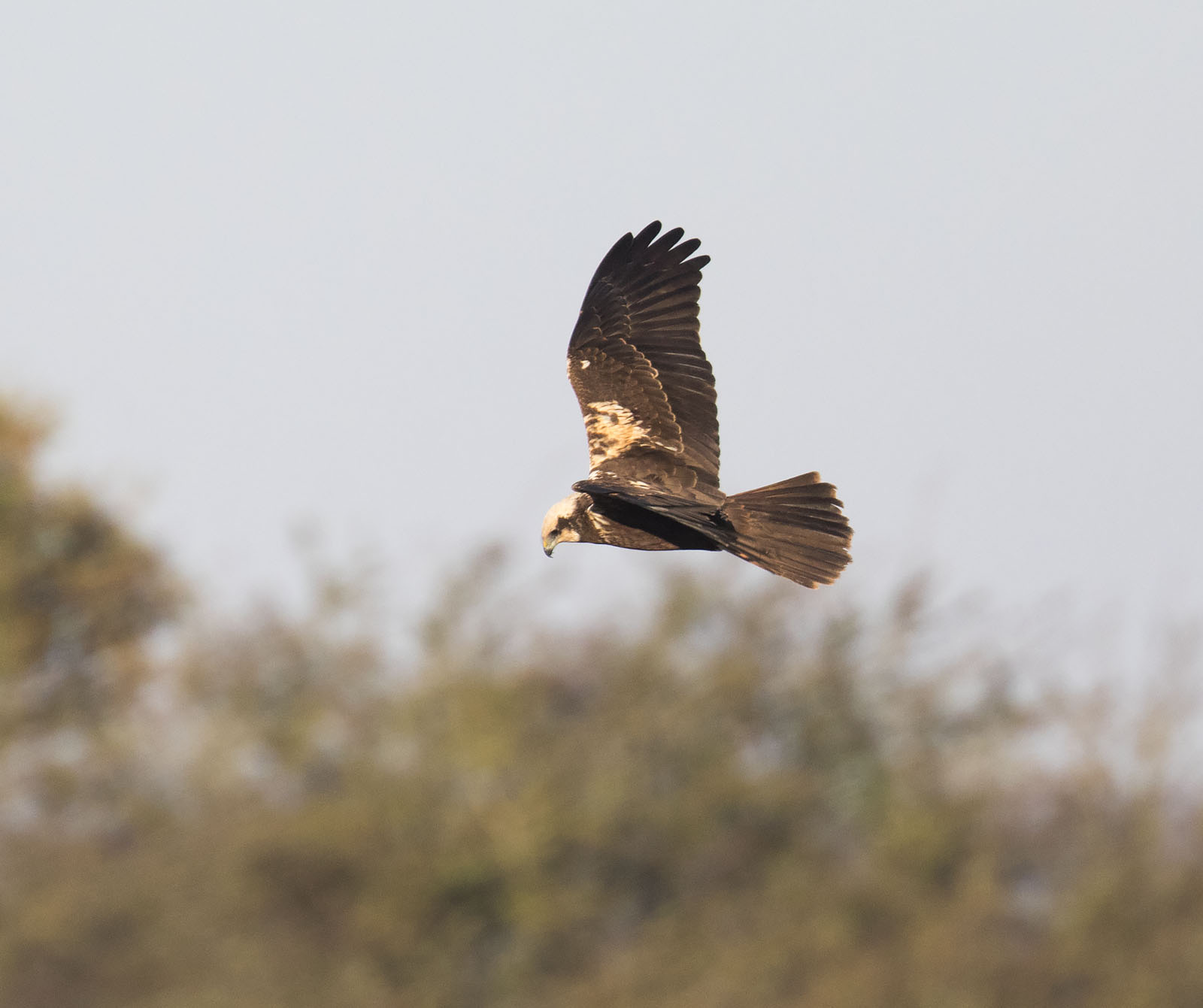 pewit: juvenile female Marsh Harrier hunting