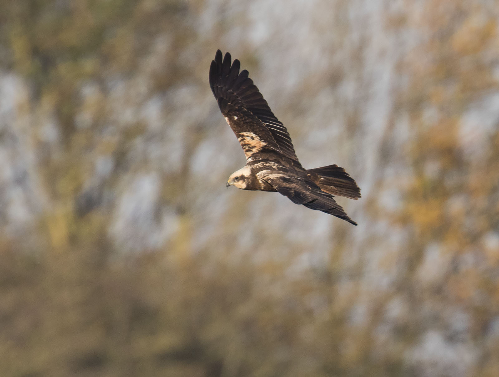 pewit: juvenile female Marsh Harrier hunting