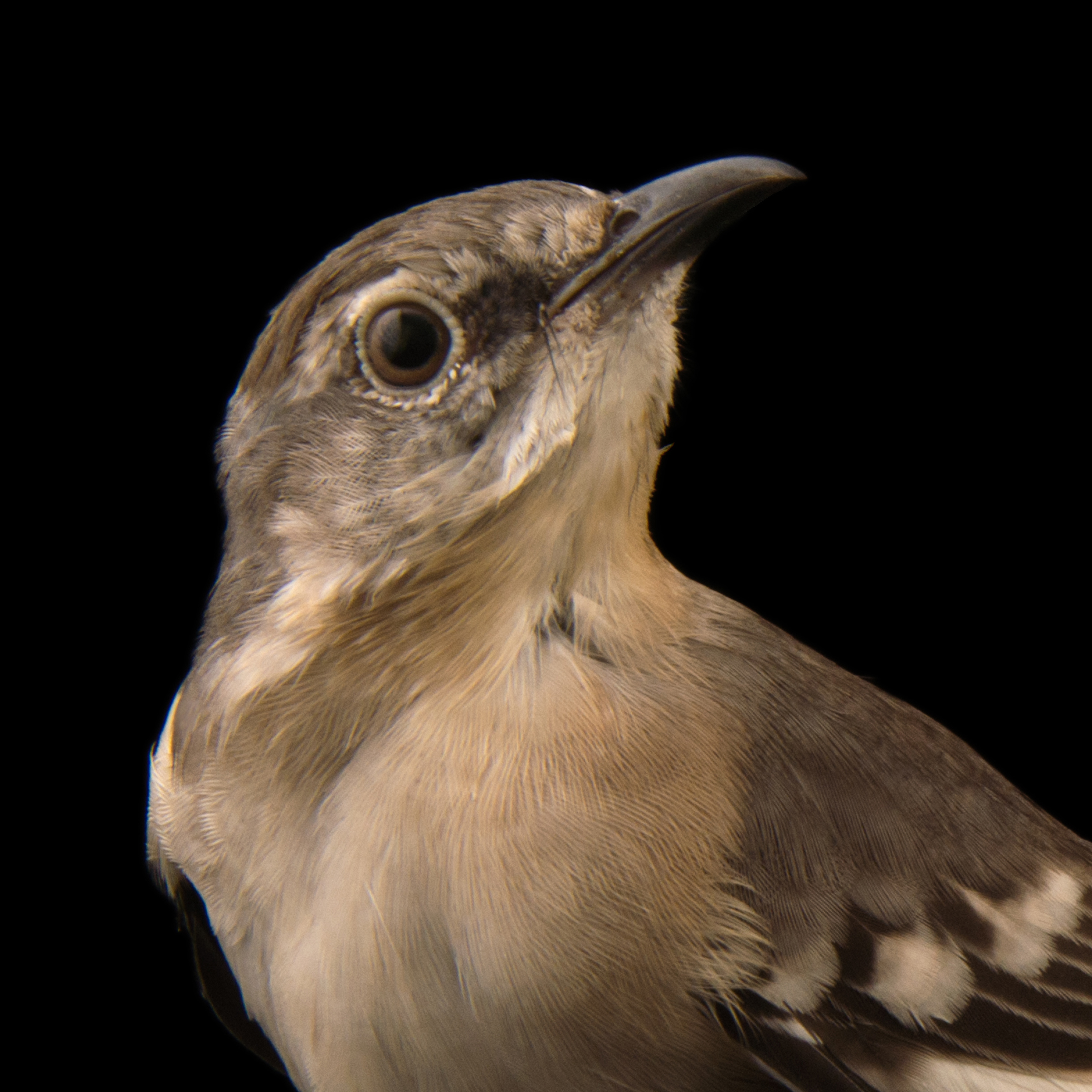 Northern Mockingbird | National Geographic