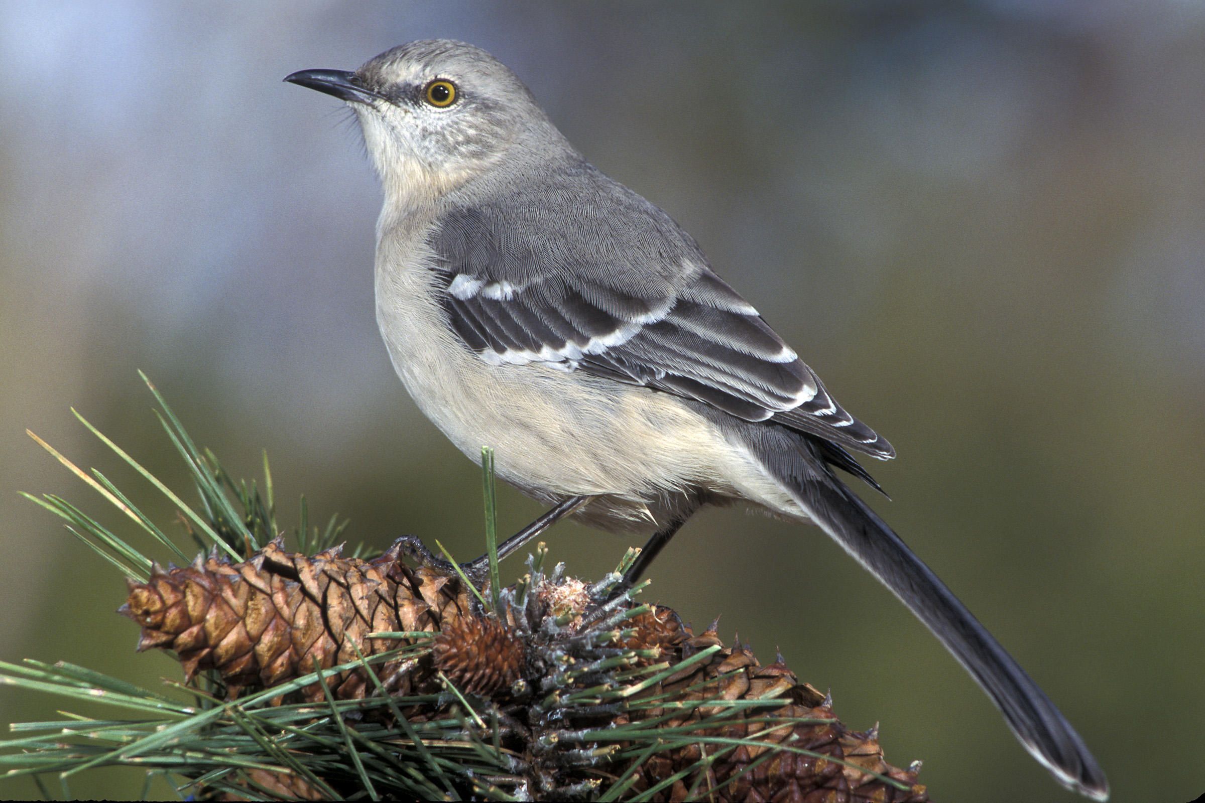 The northern mockingbird (Mimus polyglottos) is the state bird of ...