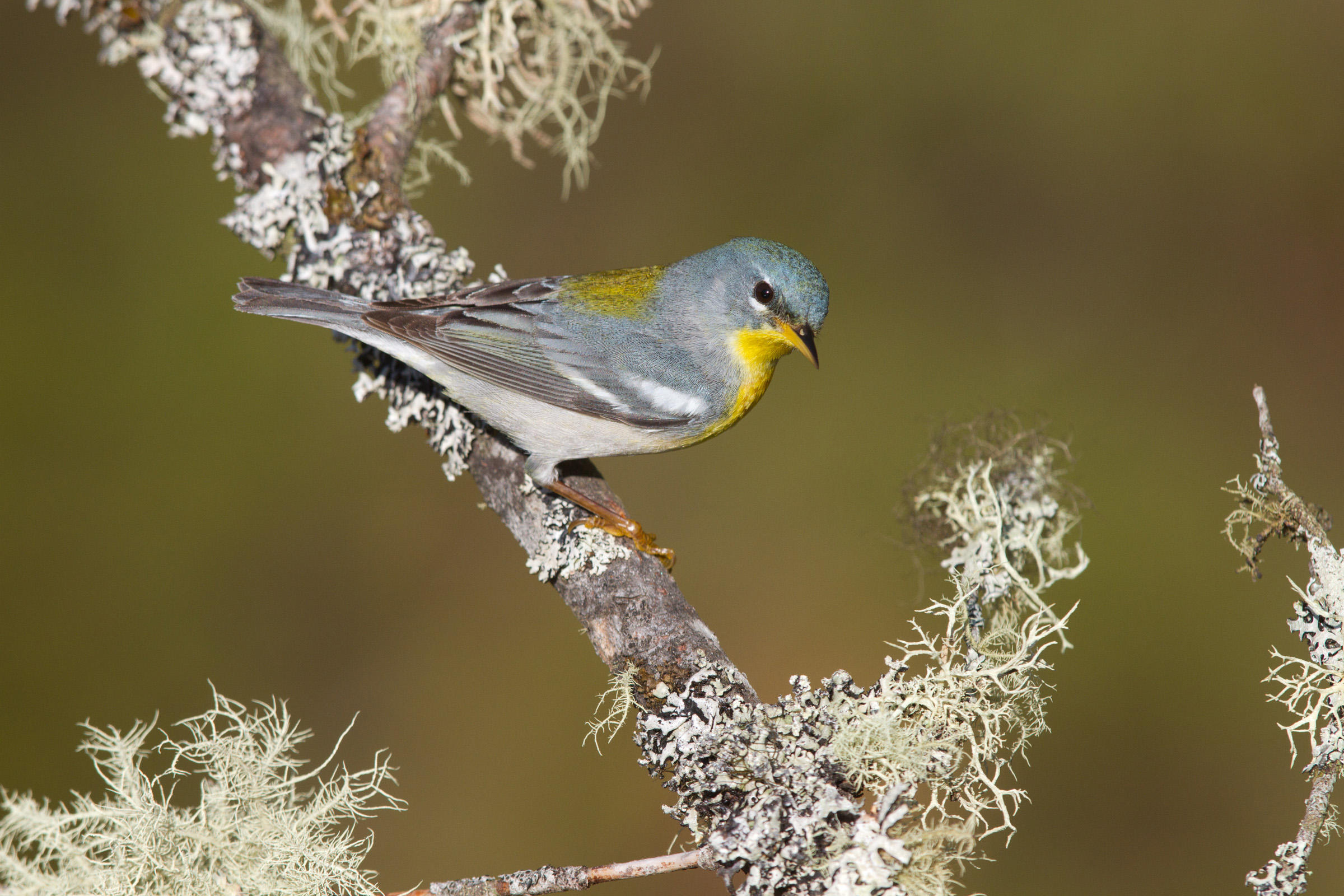 Northern Parula | Audubon Field Guide