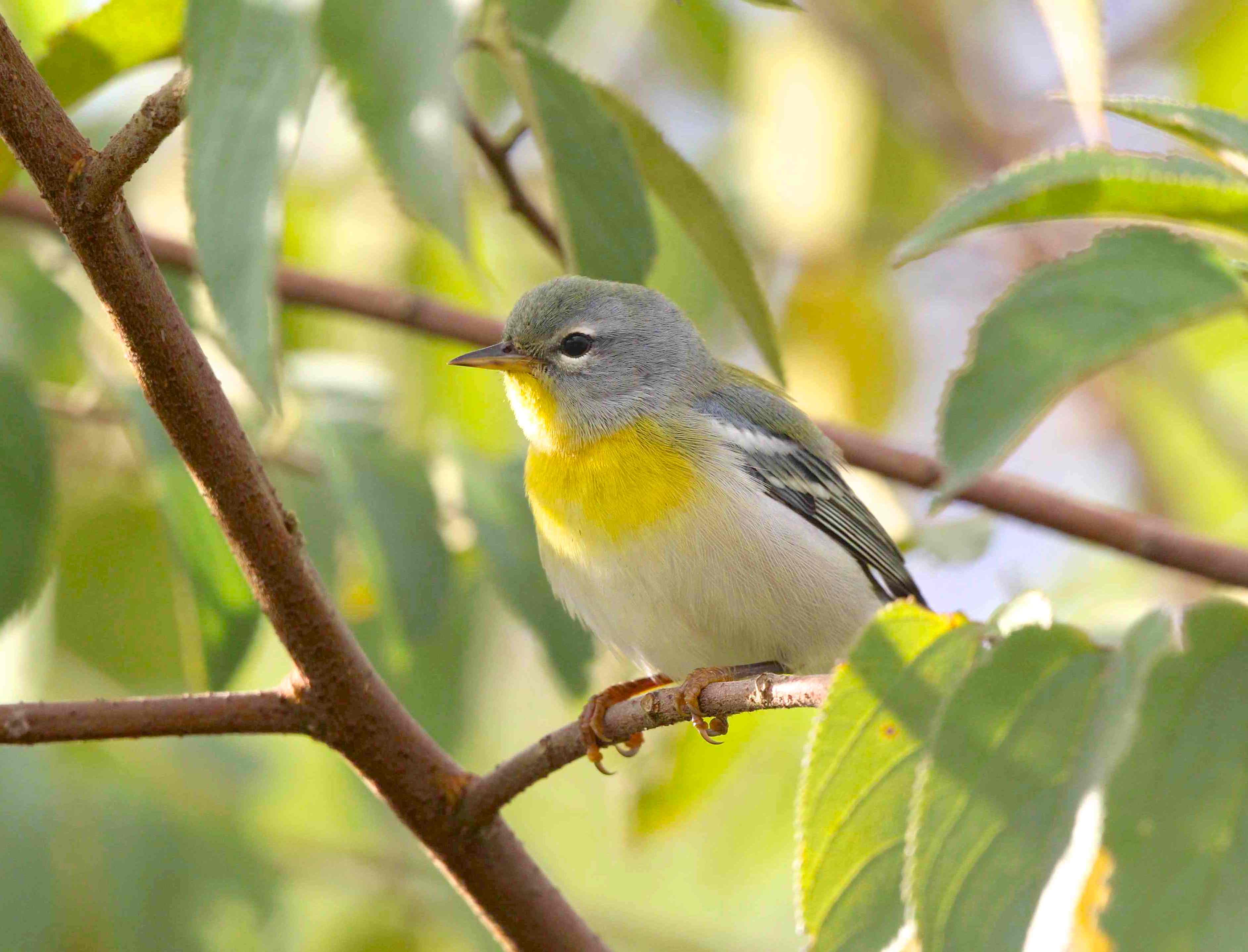 WINTER WARBLERS ON ABACO: NORTHERN PARULA | ROLLING HARBOUR ABACO
