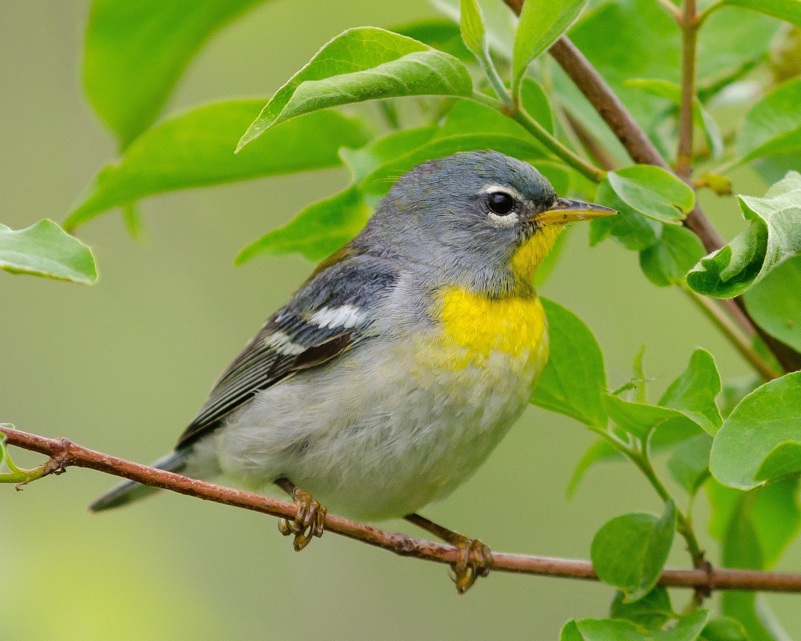 On the Subject of Nature: Northern Parula