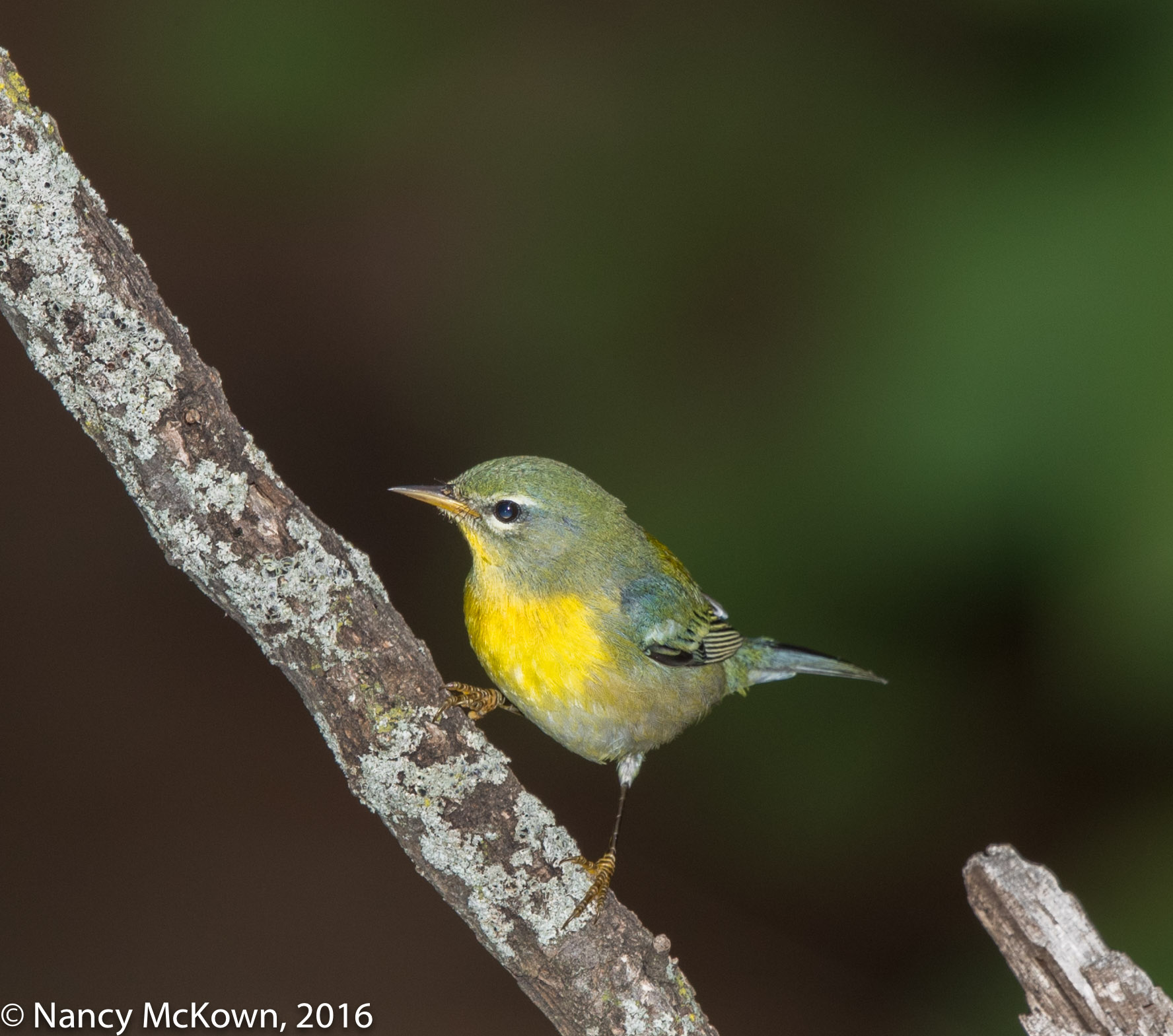 Photographing a Northern Parula Warbler and Thoughts About Canon's ...