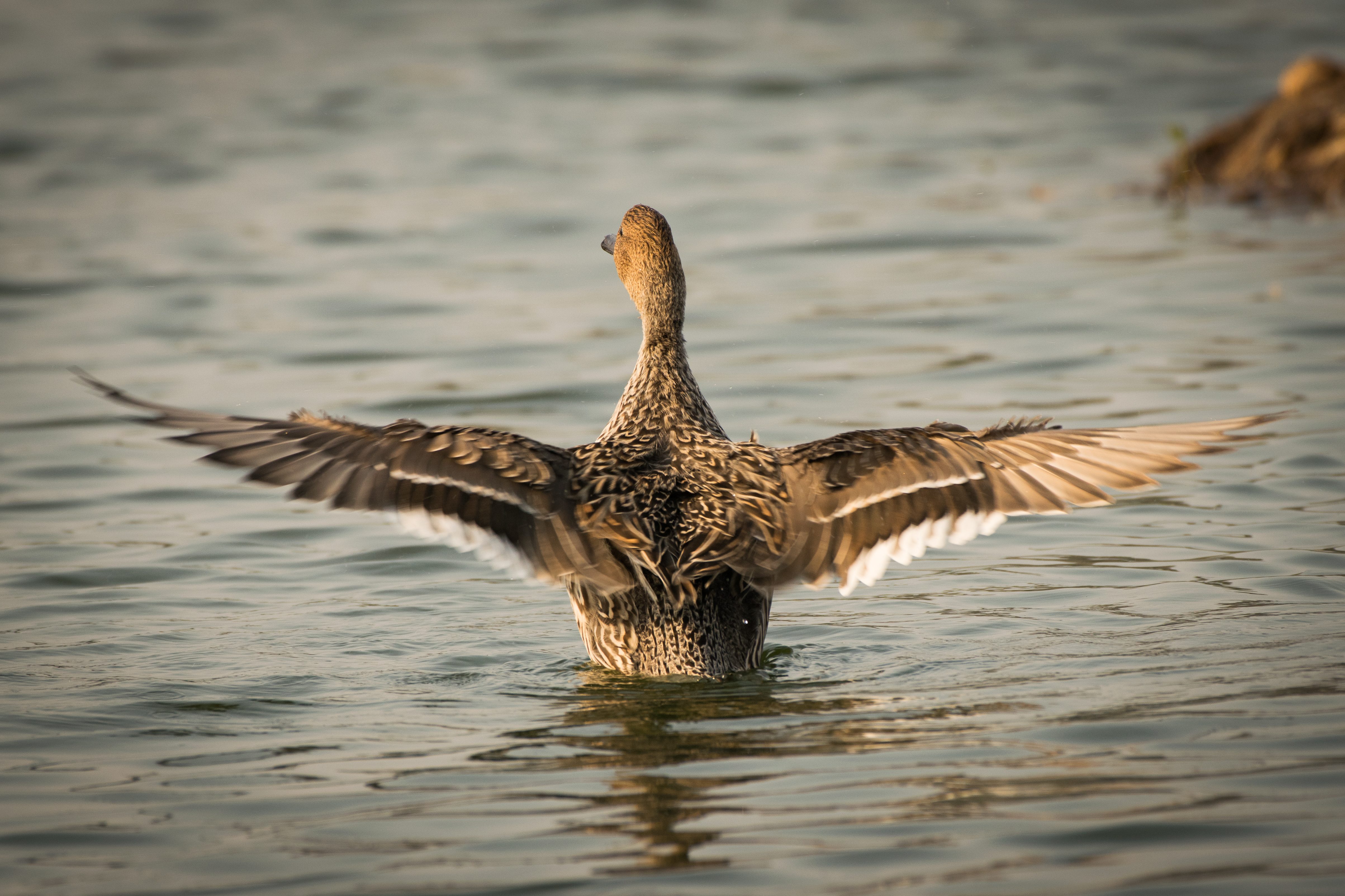 Northern pintail duck photo