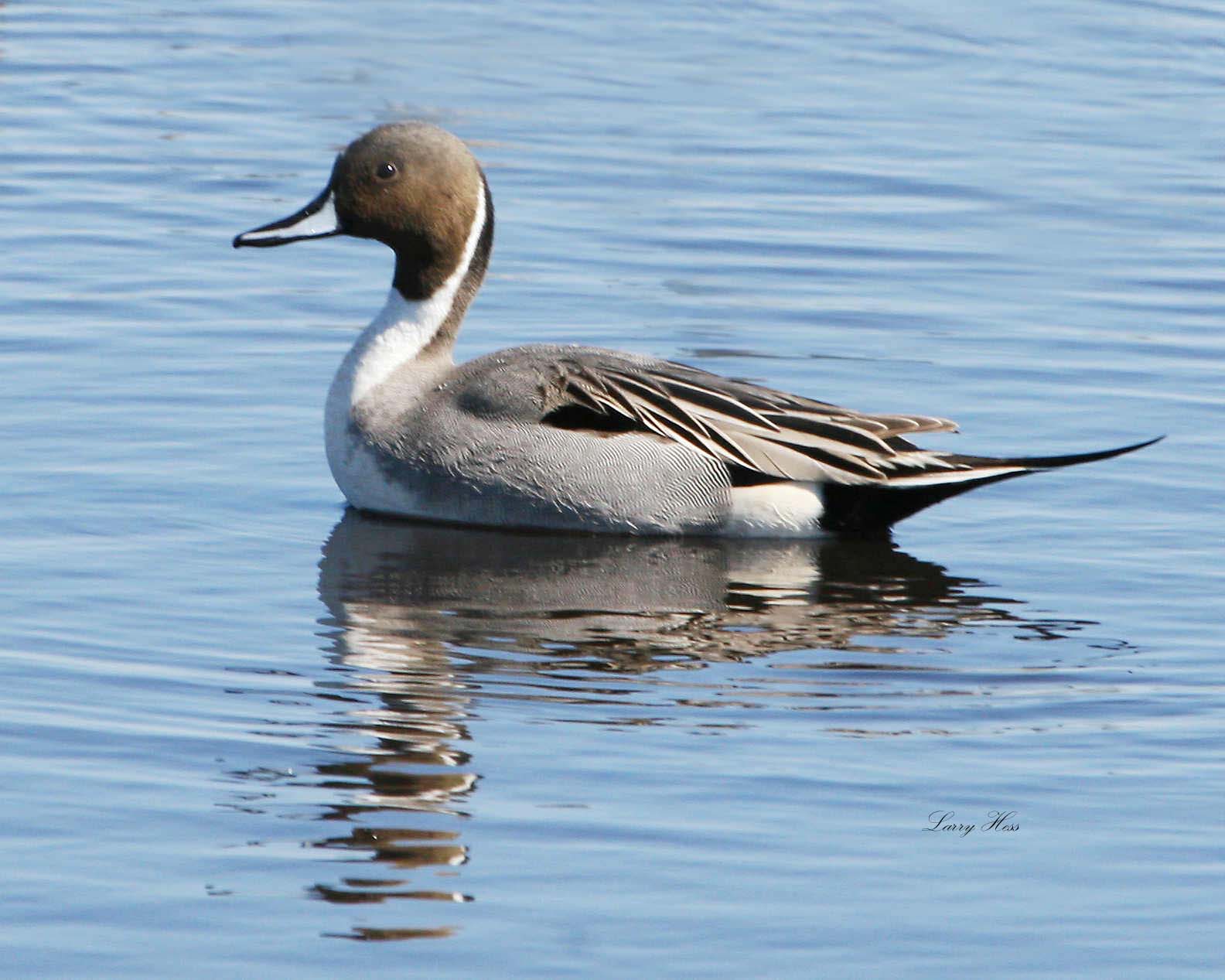 Northern Pintail Duck (Male) Merritt Island NWR 2-17-07 copy ...