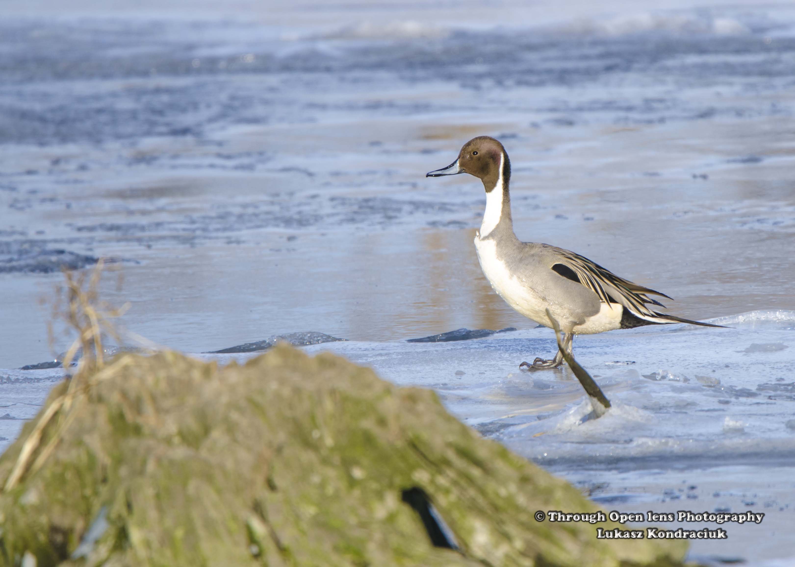 Northern Pintail Duck – Through Open Lens