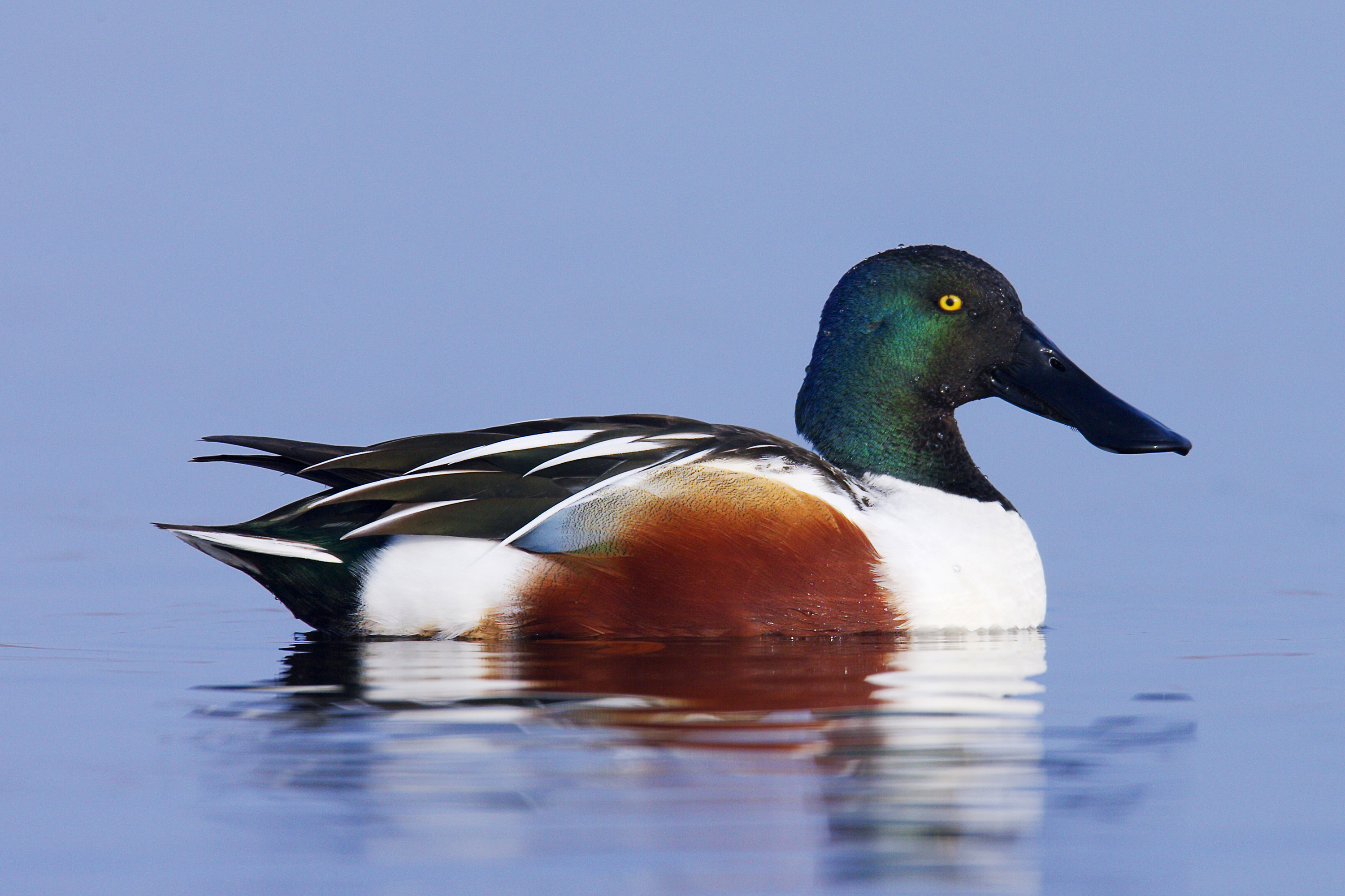 Bird population rises at local wetlands
