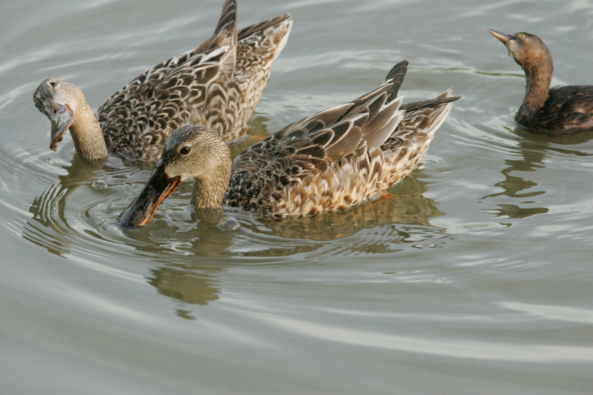 Northern shovelers in the river photo