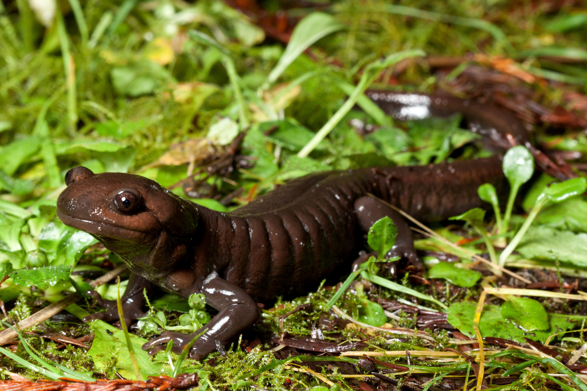 Northwestern salamander photo