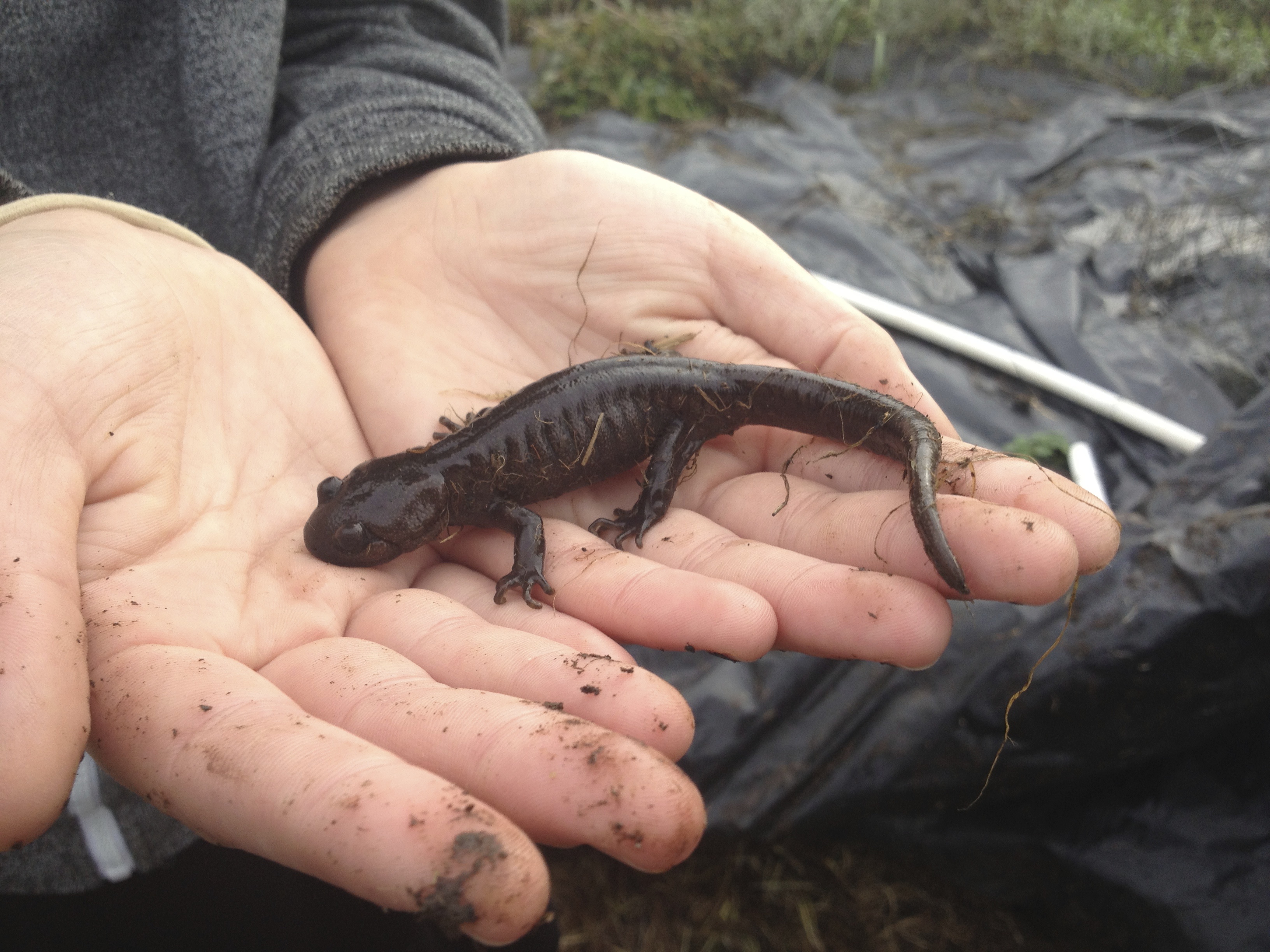 Northwestern salamander | Field Naturalist
