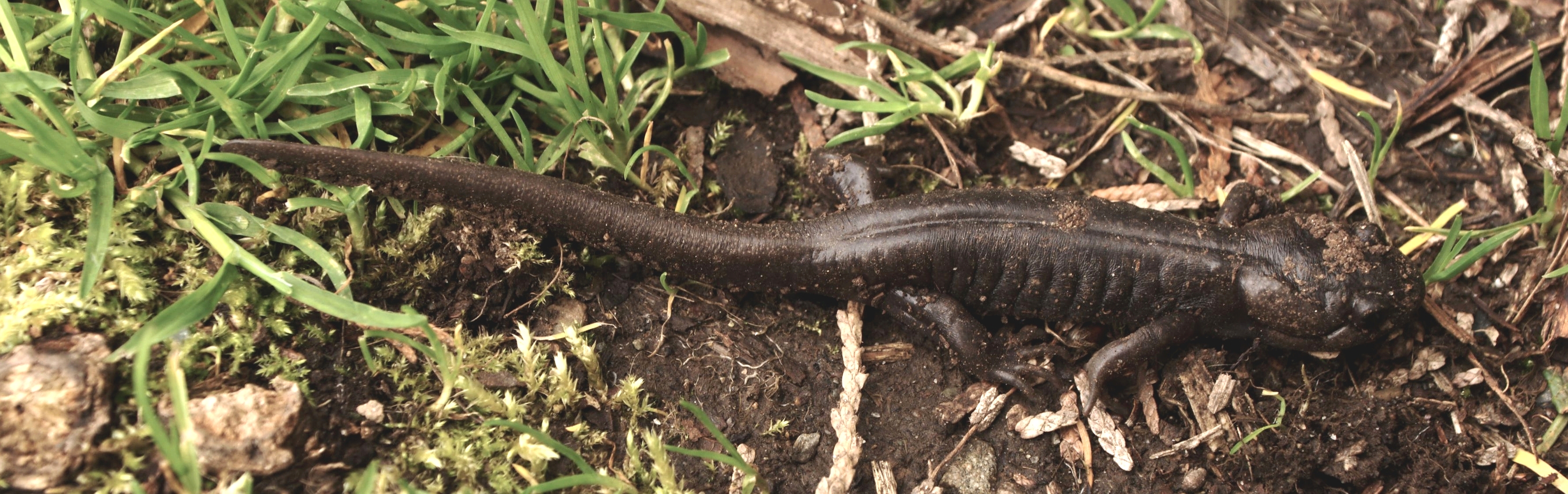 File:Northwestern Salamander (Ambystoma gracile).jpg - Wikimedia Commons