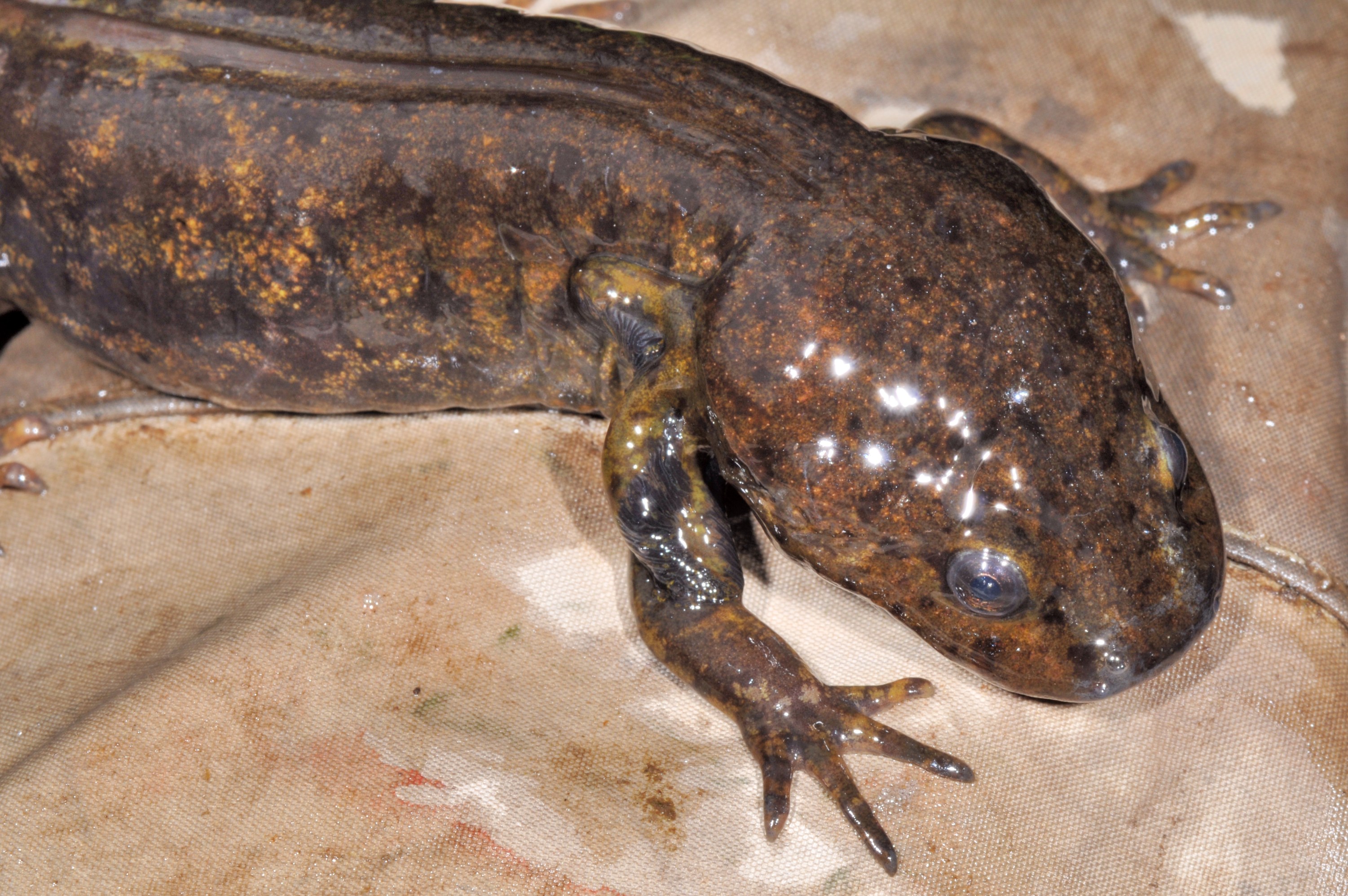 Northwestern Salamander (Ambystoma gracile) | Whatcom County ...