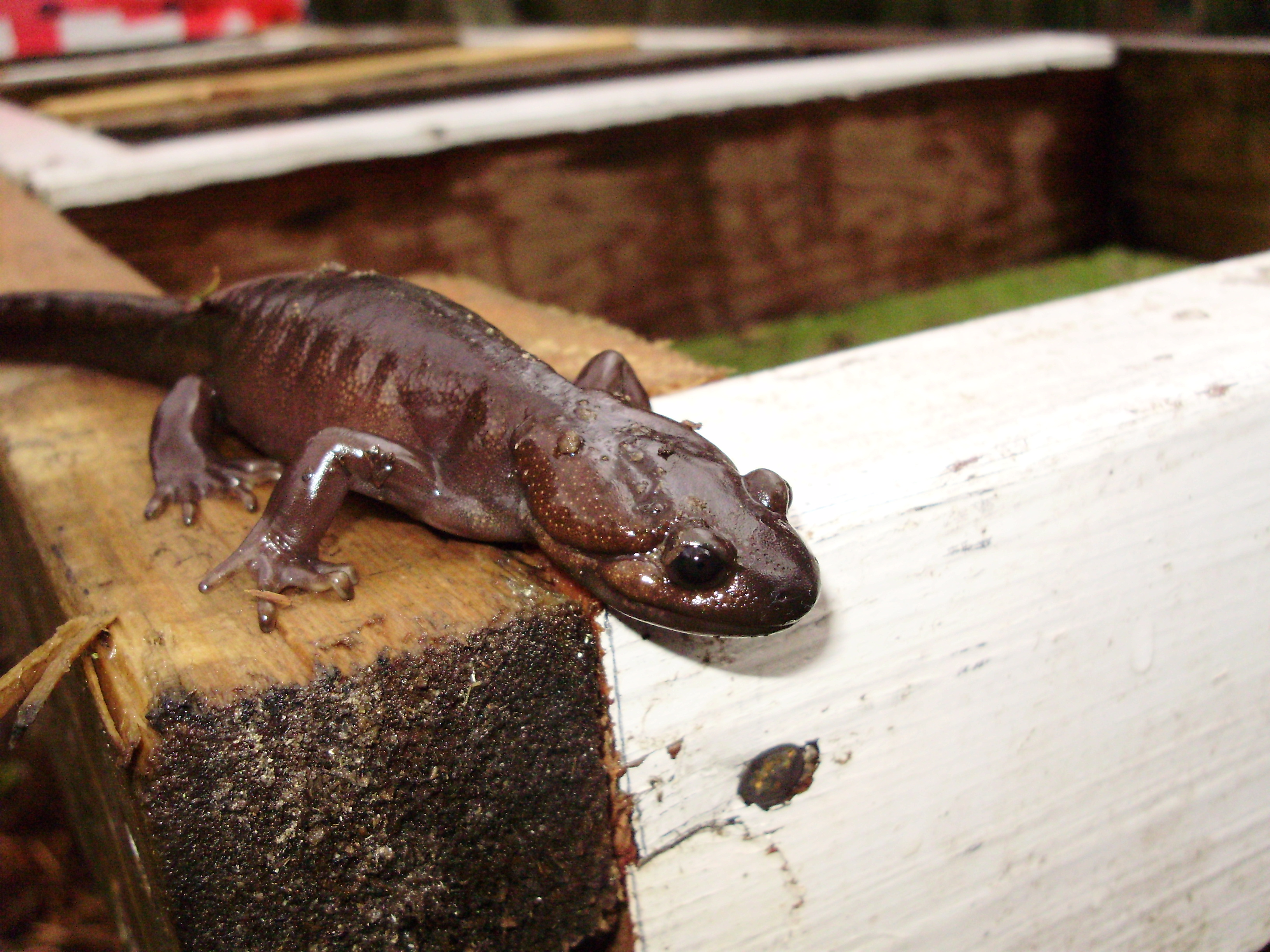 File:Northwestern salamander.jpg - Wikimedia Commons