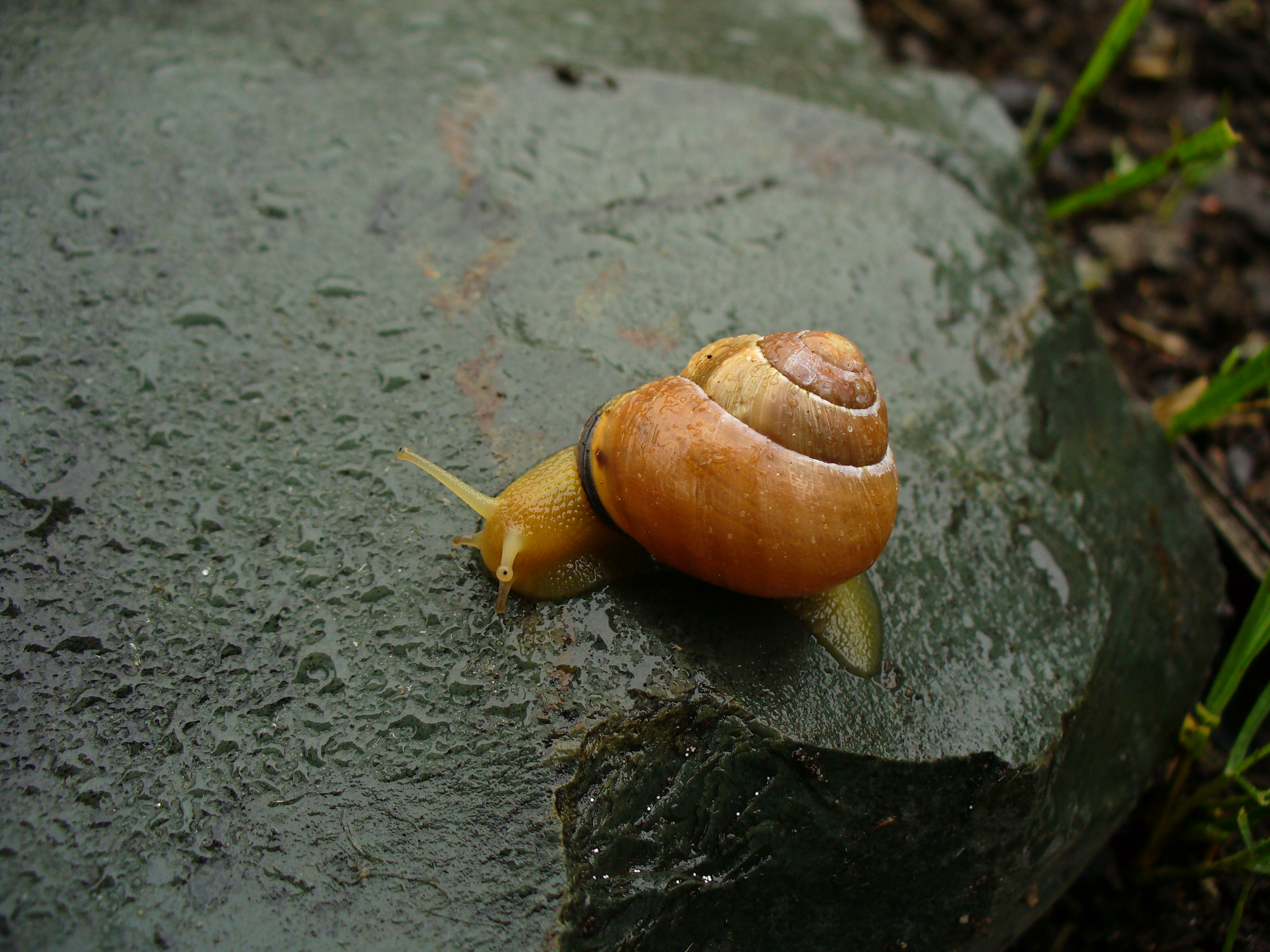 Norwegian snail photo