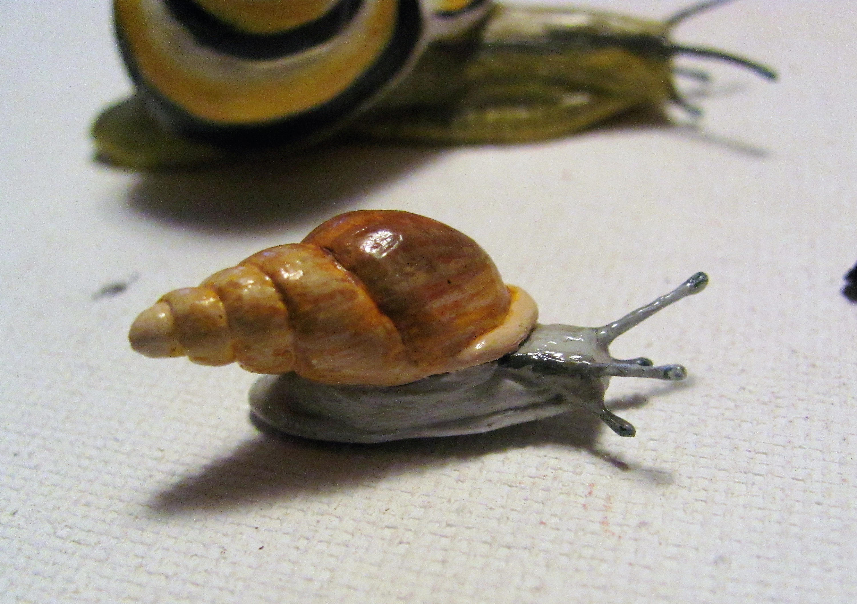 Captain Cook's Bean Snail or Polynesian Tree Snail