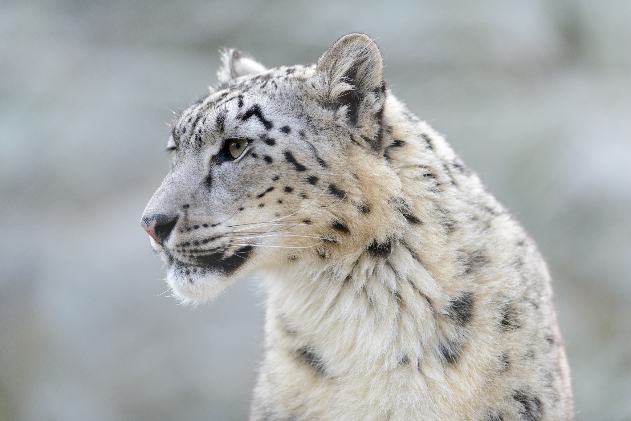 Snow leopards no longer endangered, but not everyone is celebrating ...