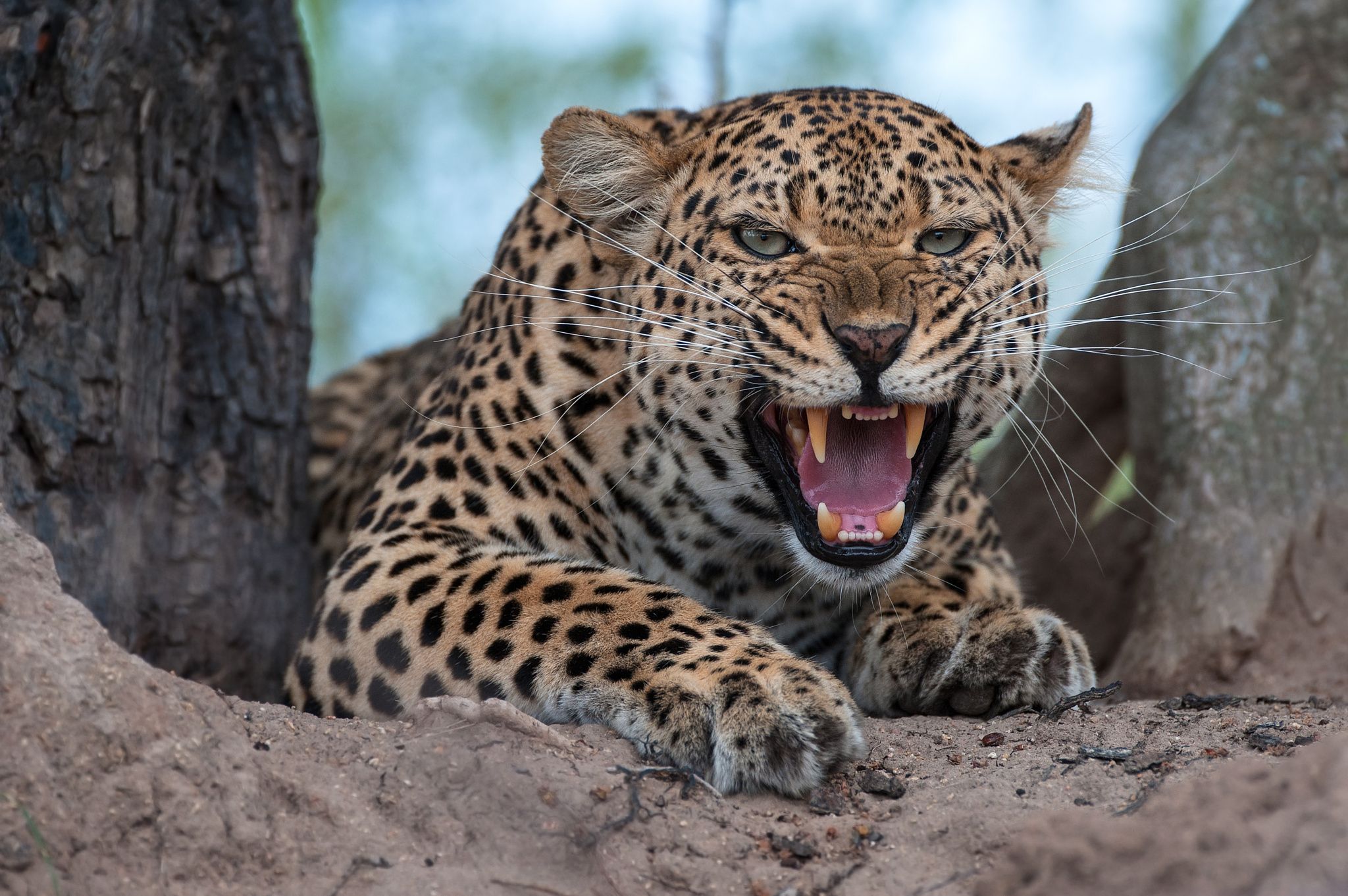 Leave the Leopard - There are just days that this Female Leopard ...