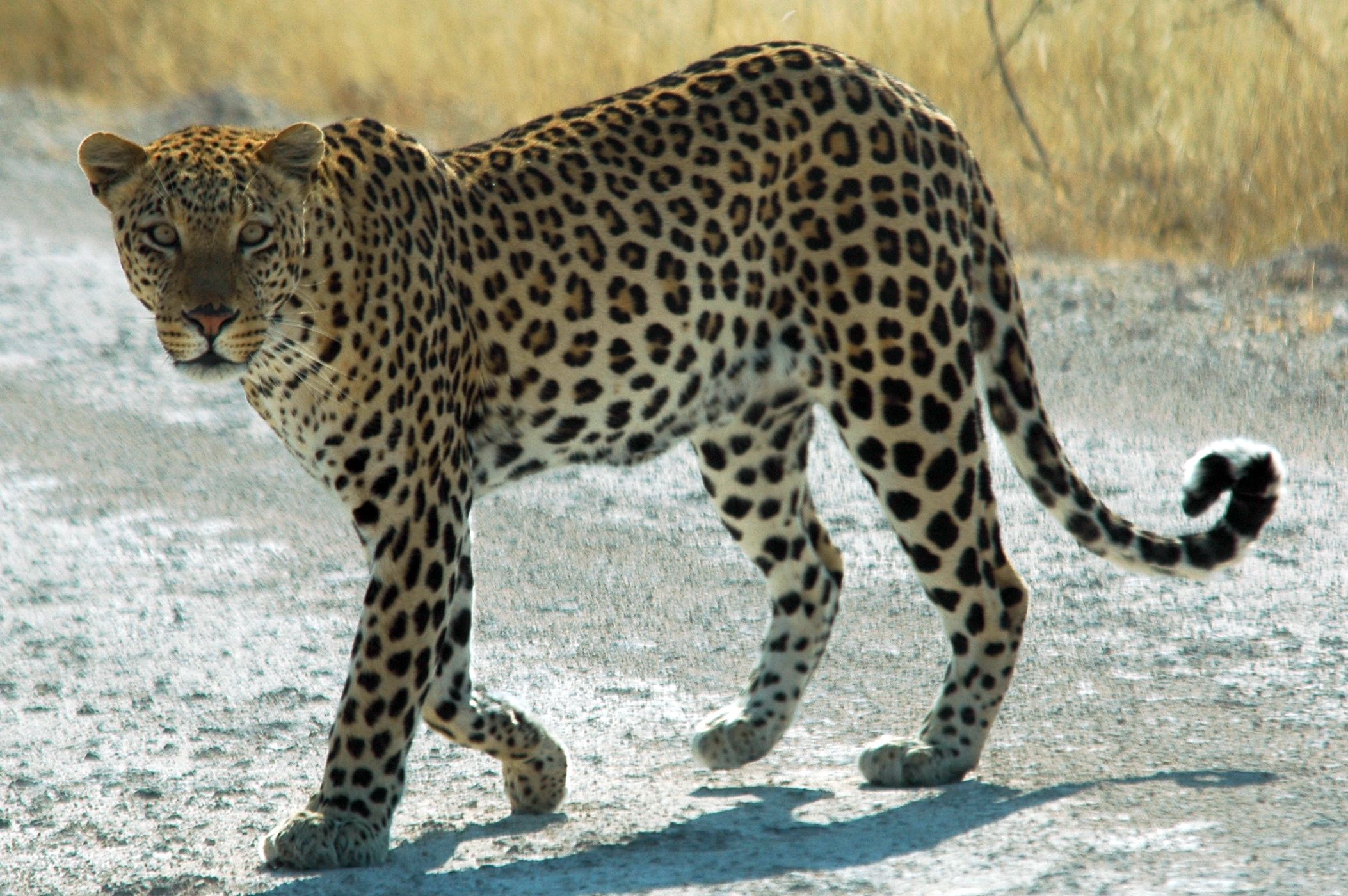 The leopard is not as large as the tiger, so he uses his agility to ...