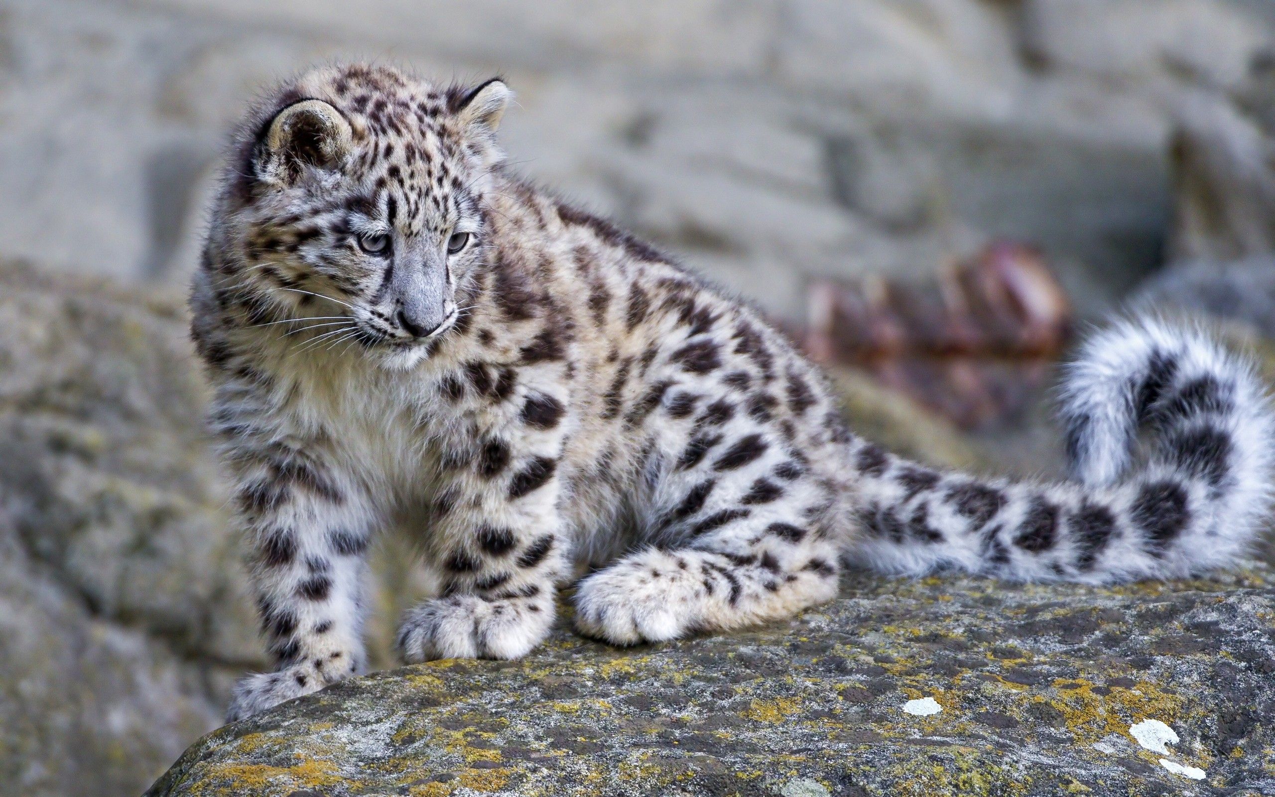 Snow Leopard Pictures Only - Bing Images | ~snow leopard.... (NOT a ...