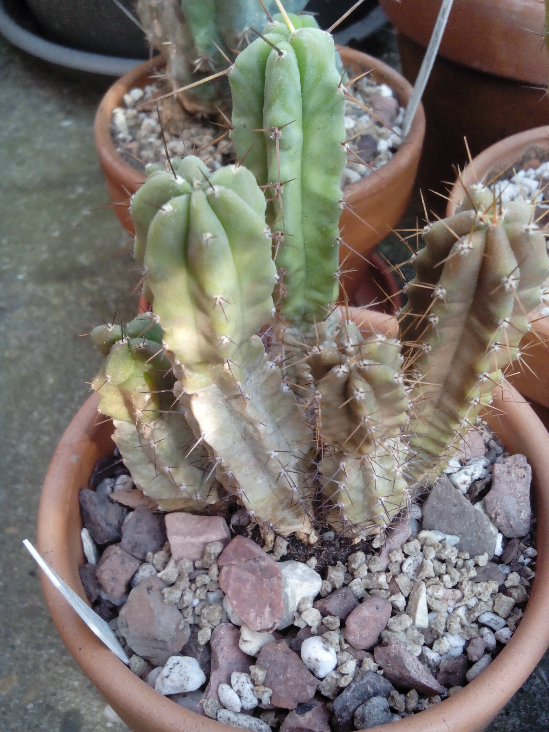 too much or not enough sun? - CactiGuide.com