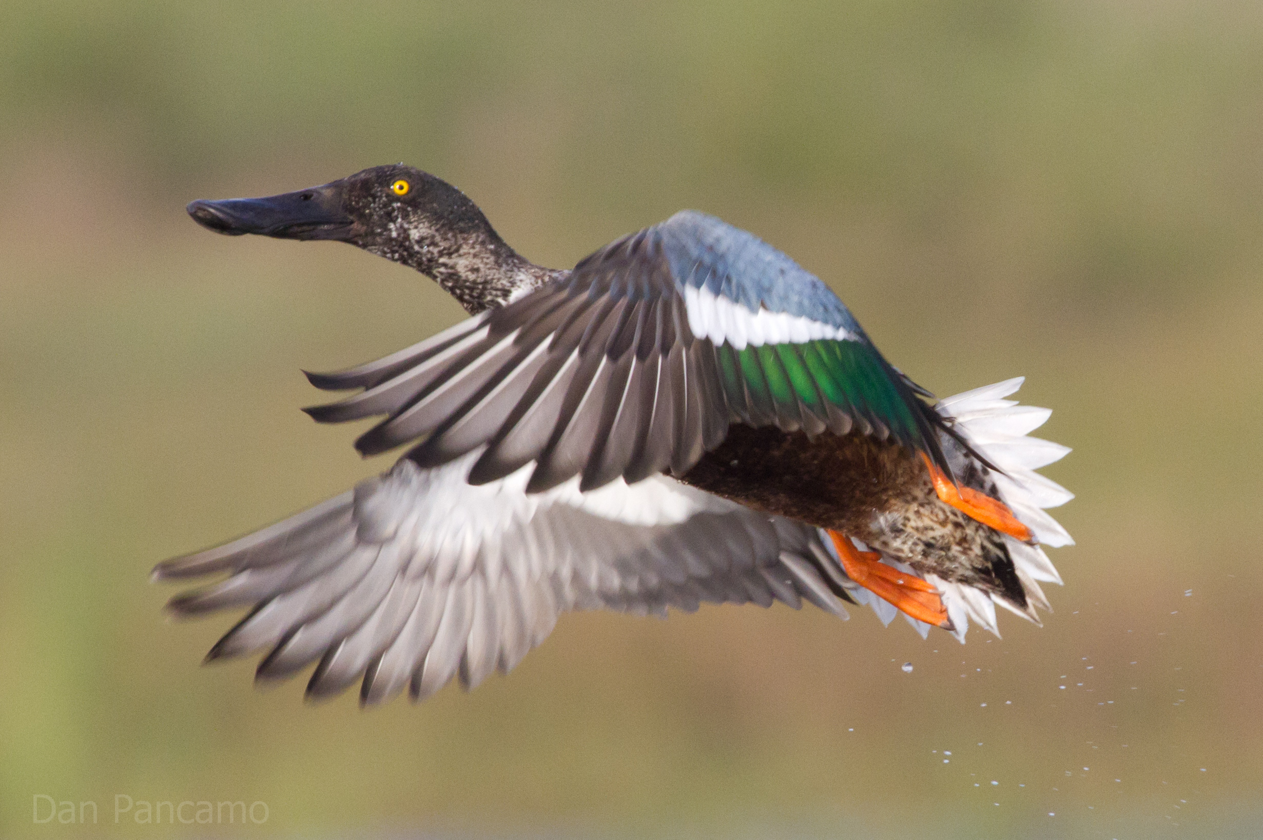 Top Ten Texas Ducks #5 Northern Shoveler - Texas Waterfowl Hunter