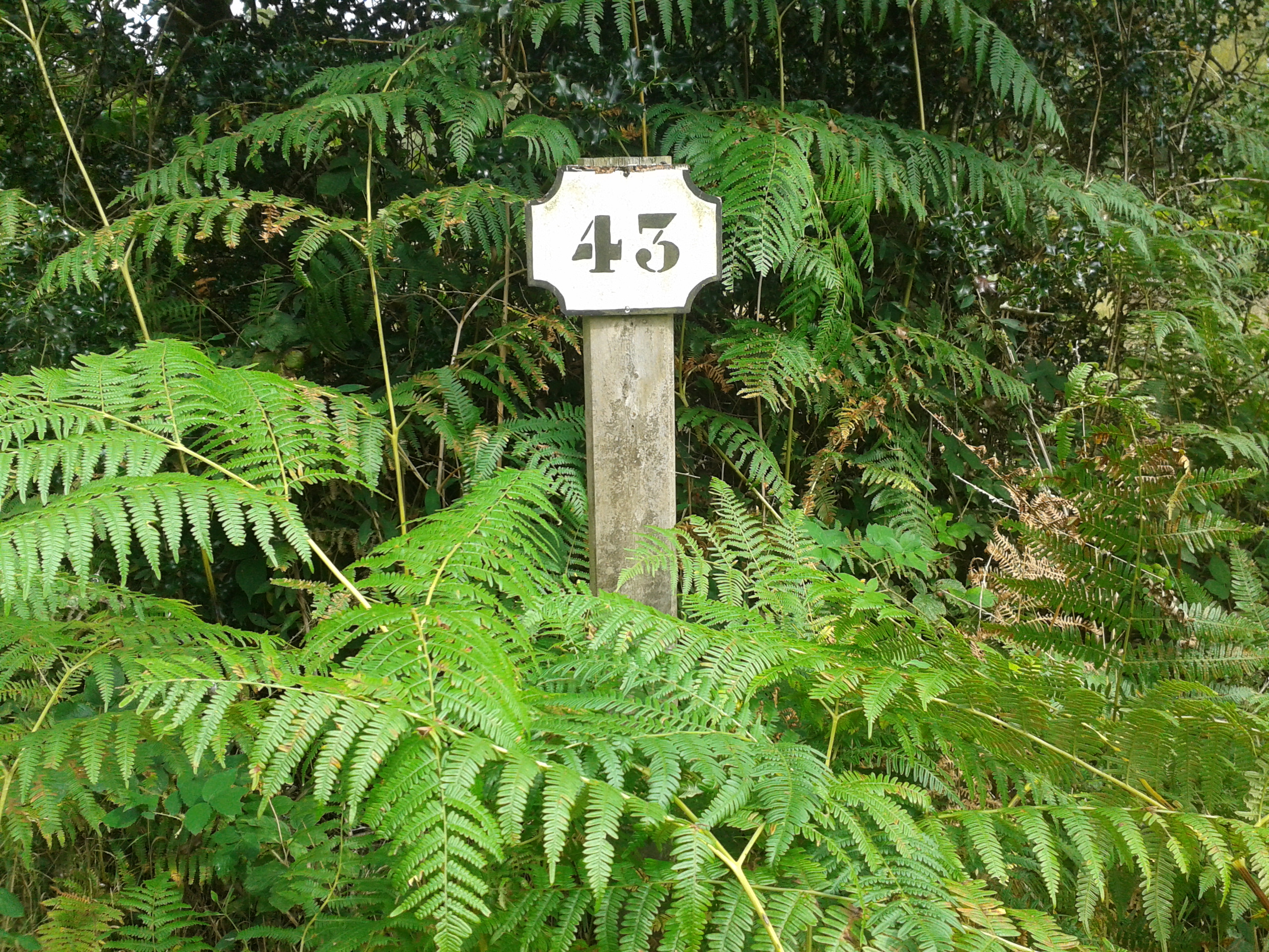 Number 43, Forty, Leaves, Number, Sign, HQ Photo