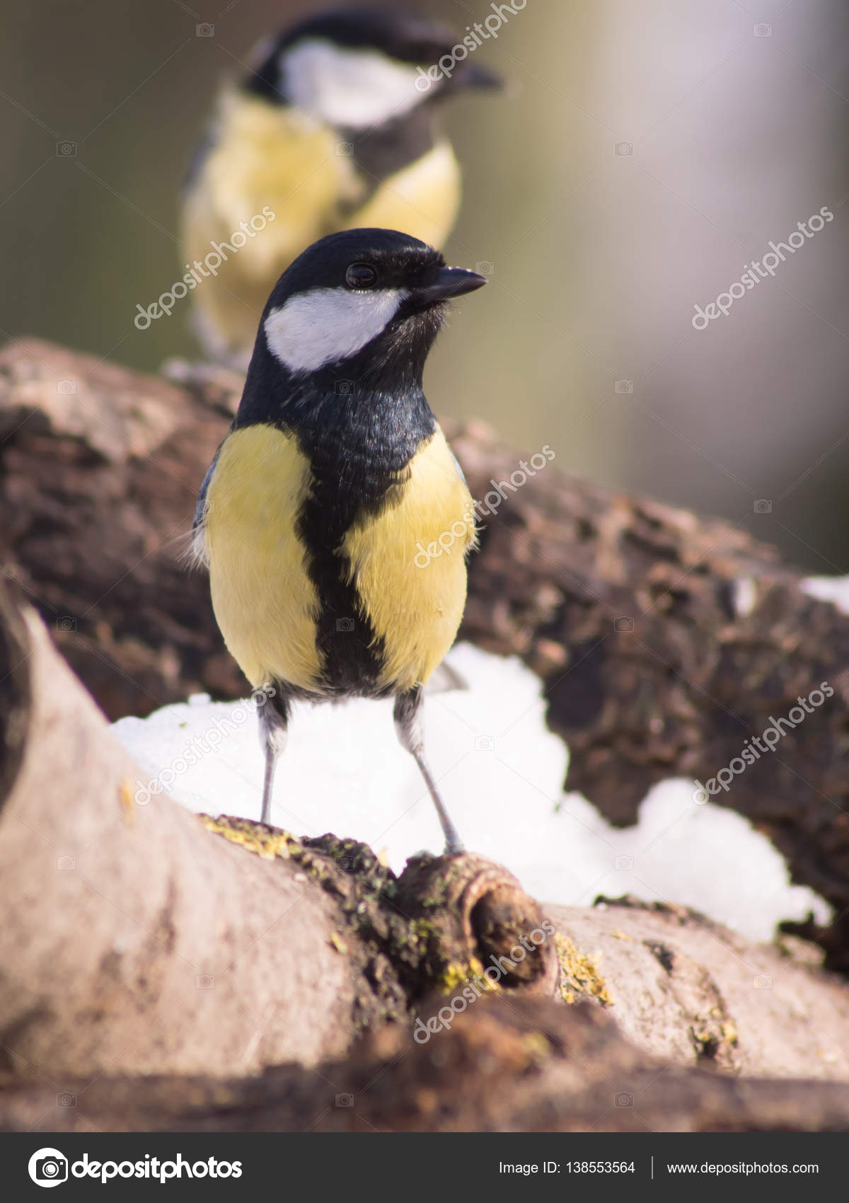 Great Tit (Parus major) and bird feeding. — Stock Photo © dadalia ...