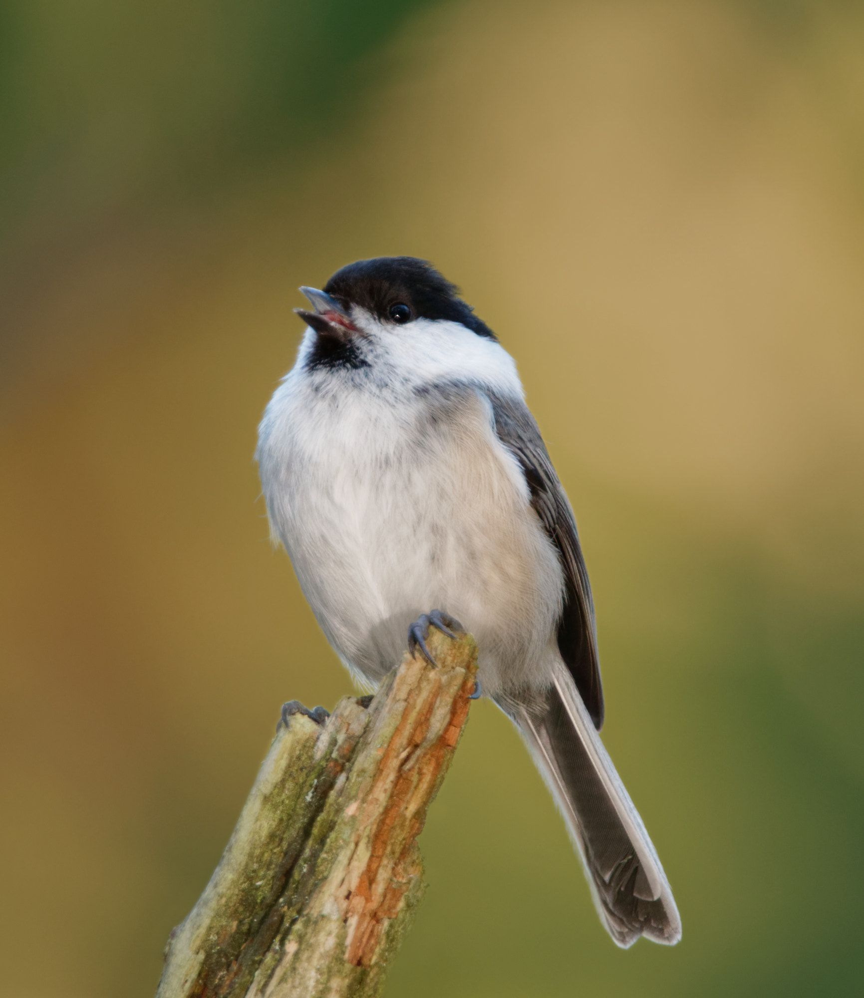 Willow tit (Poecile montanus) - A calling Willow tit. | Tiny Wings ...