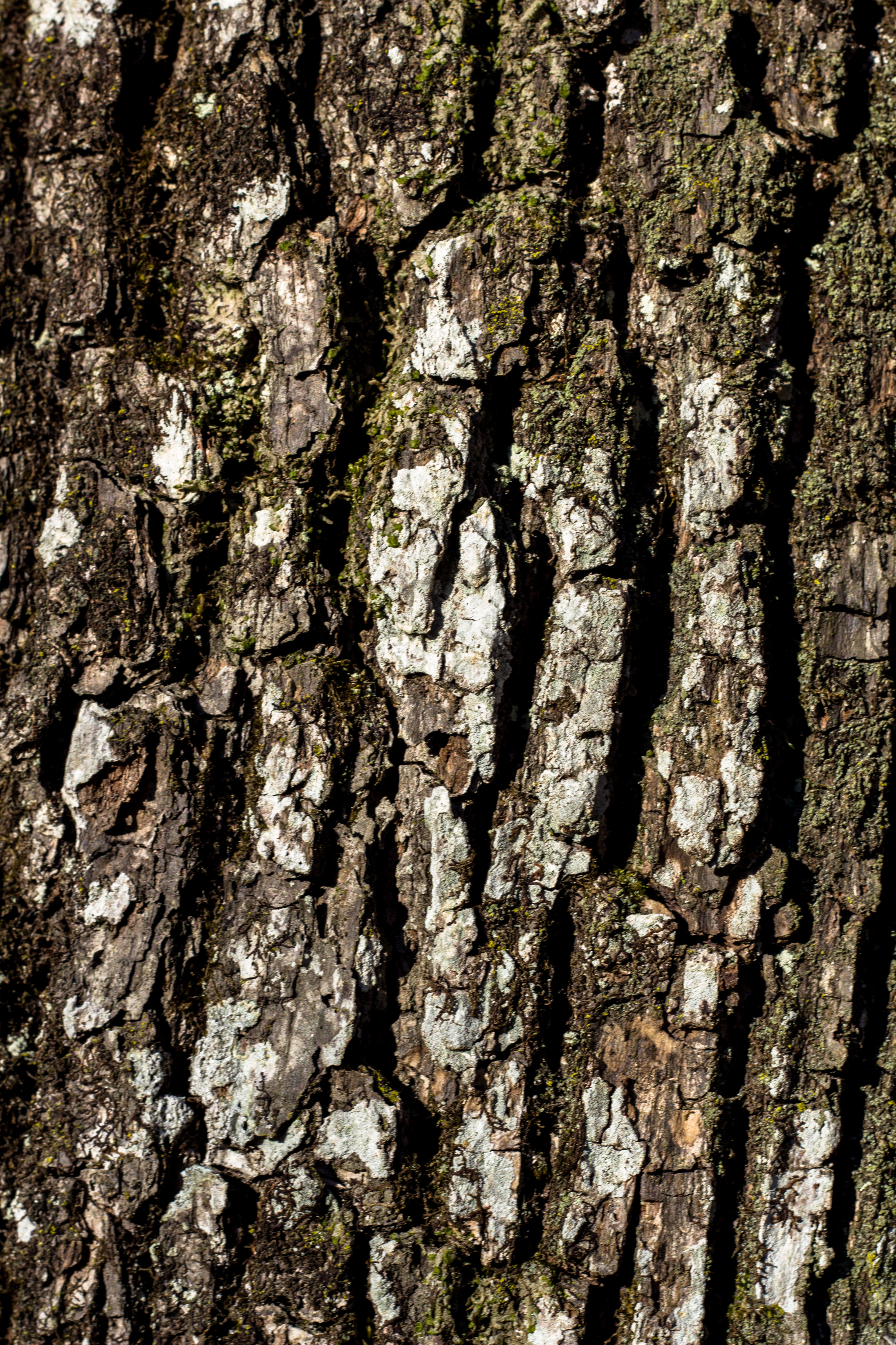 Oak bark photo