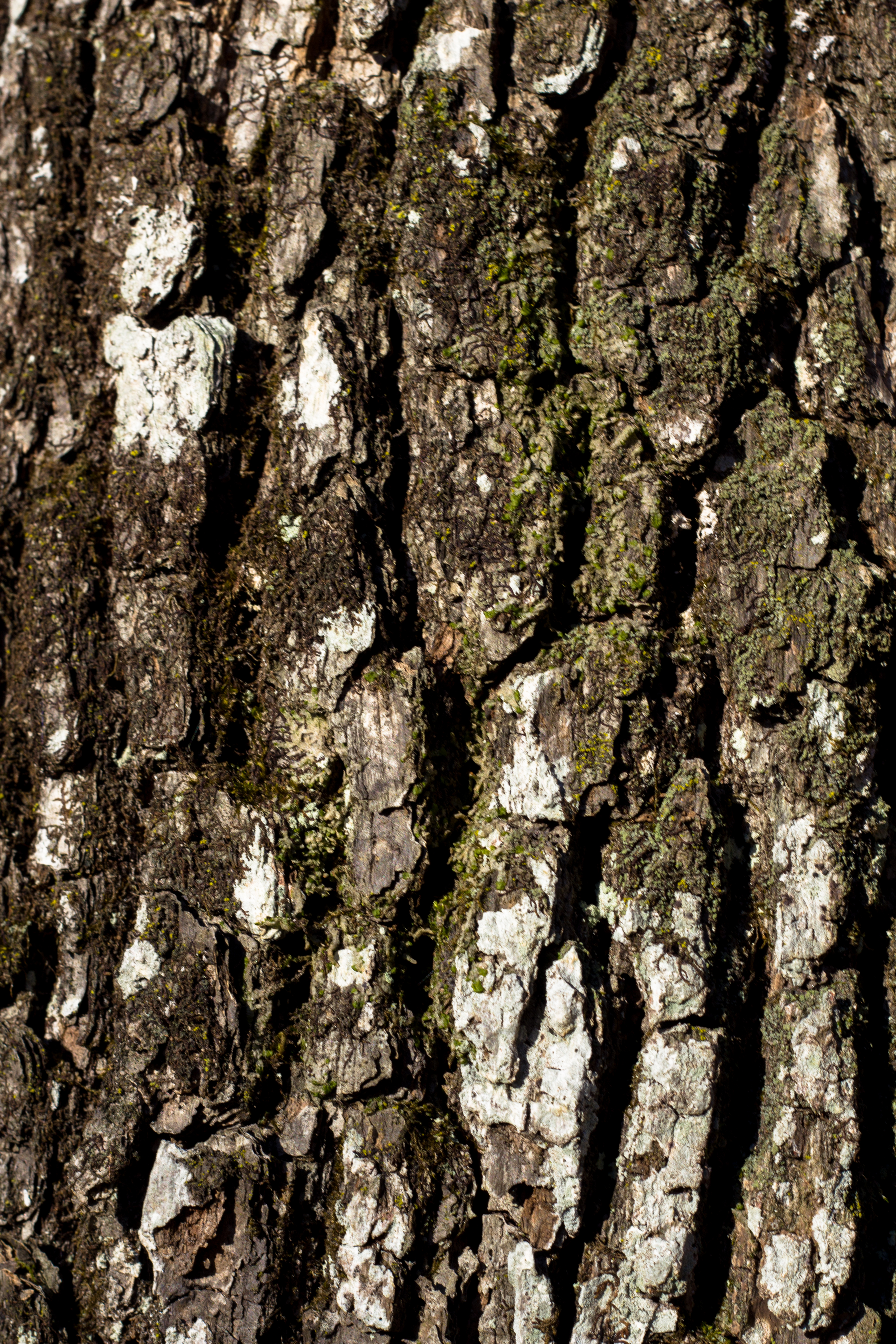 Oak bark photo