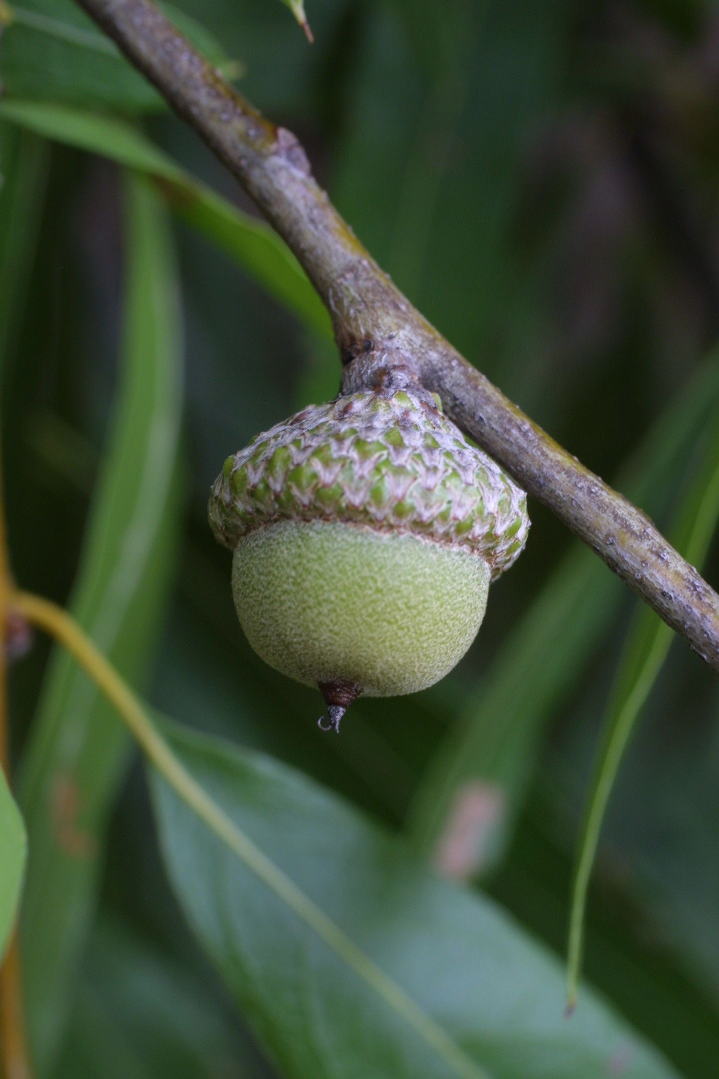 Quercus phellos - Willow oak. Fruit. Family Fagaceae. | Florida ...
