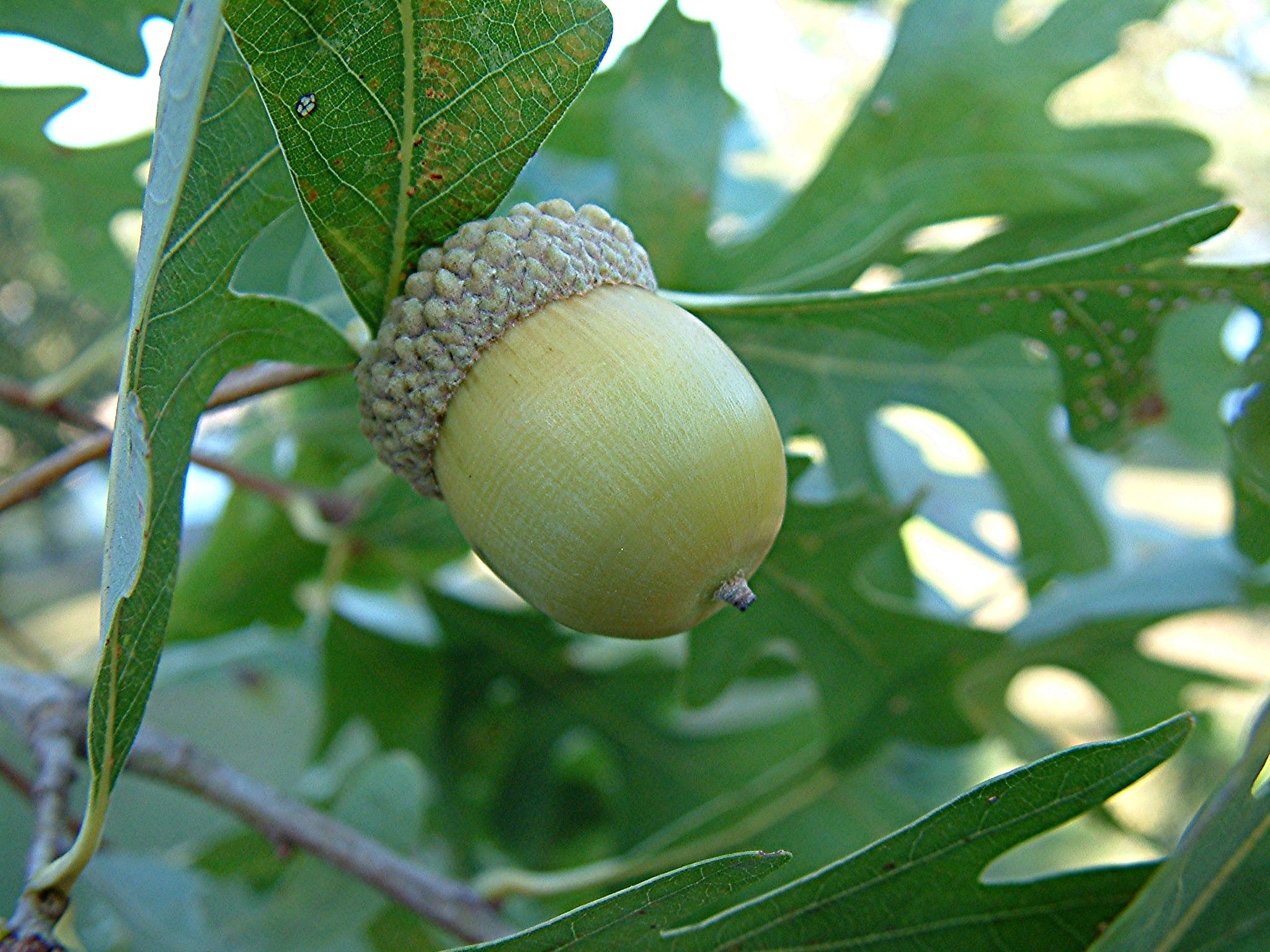 White Oak Acorns | Oaks and acorns | Pinterest | White oak and ...