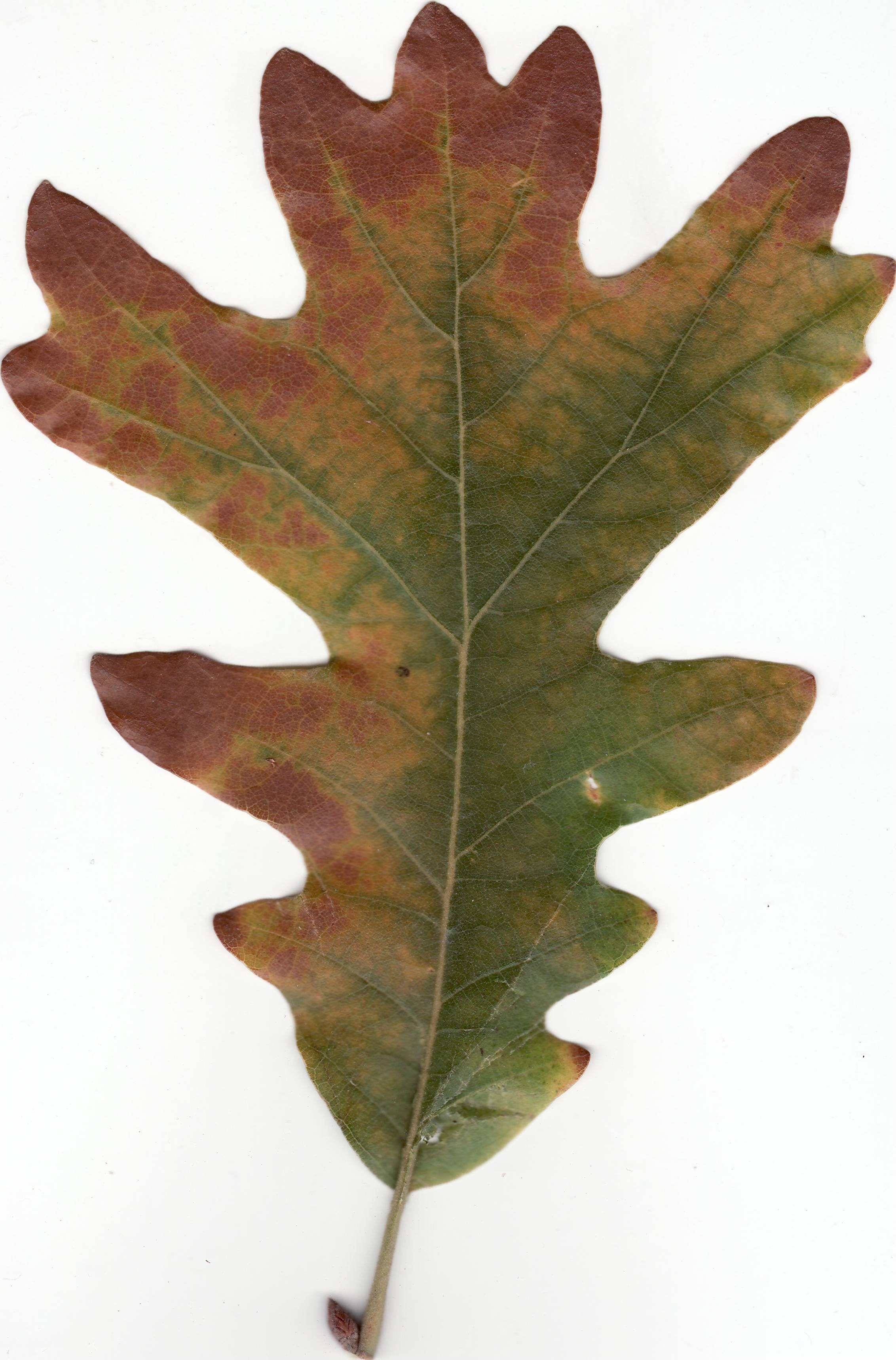 File:Autumn White Oak Leaf.jpg - Wikimedia Commons