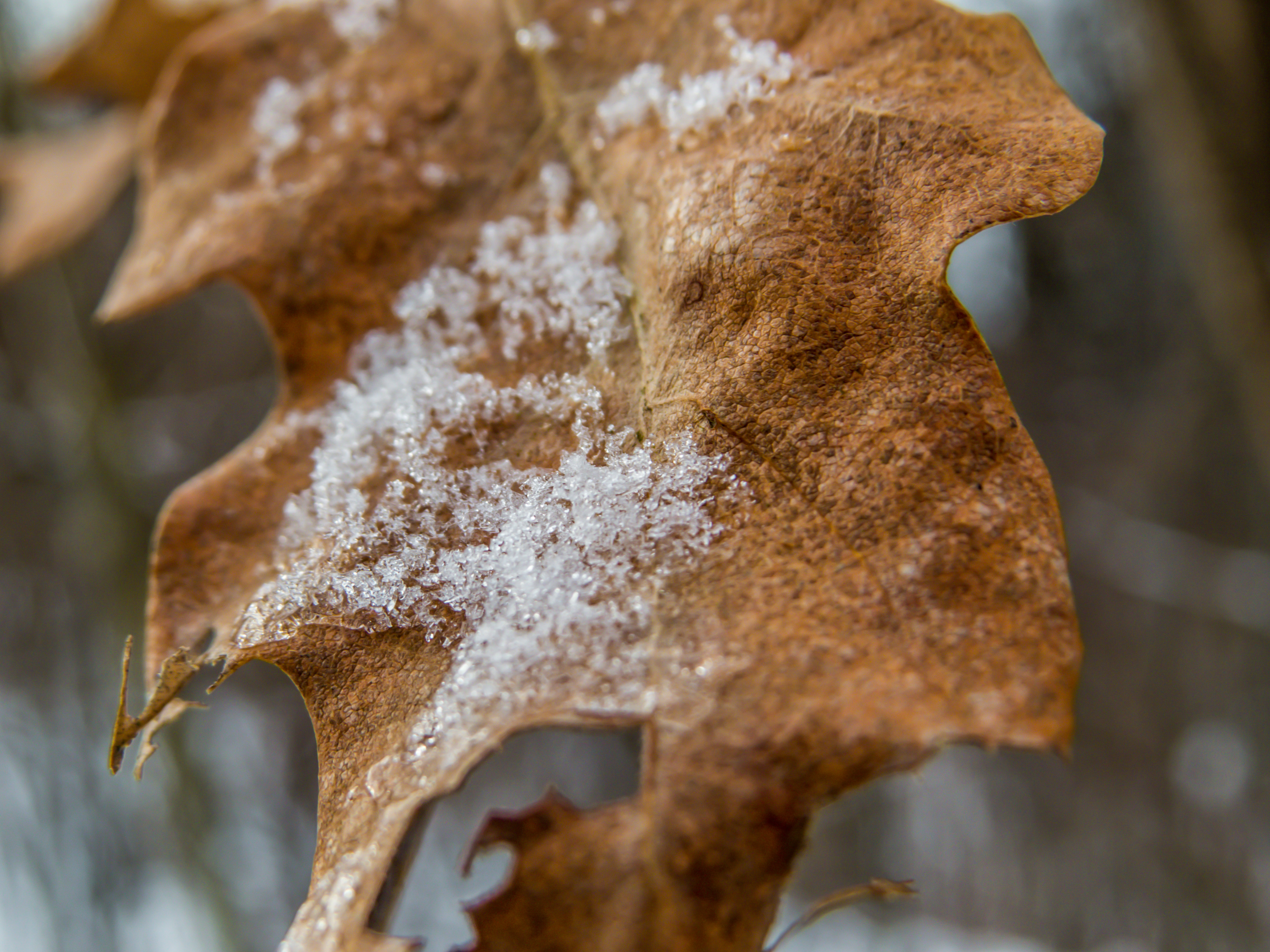 Oak leaf macro photo