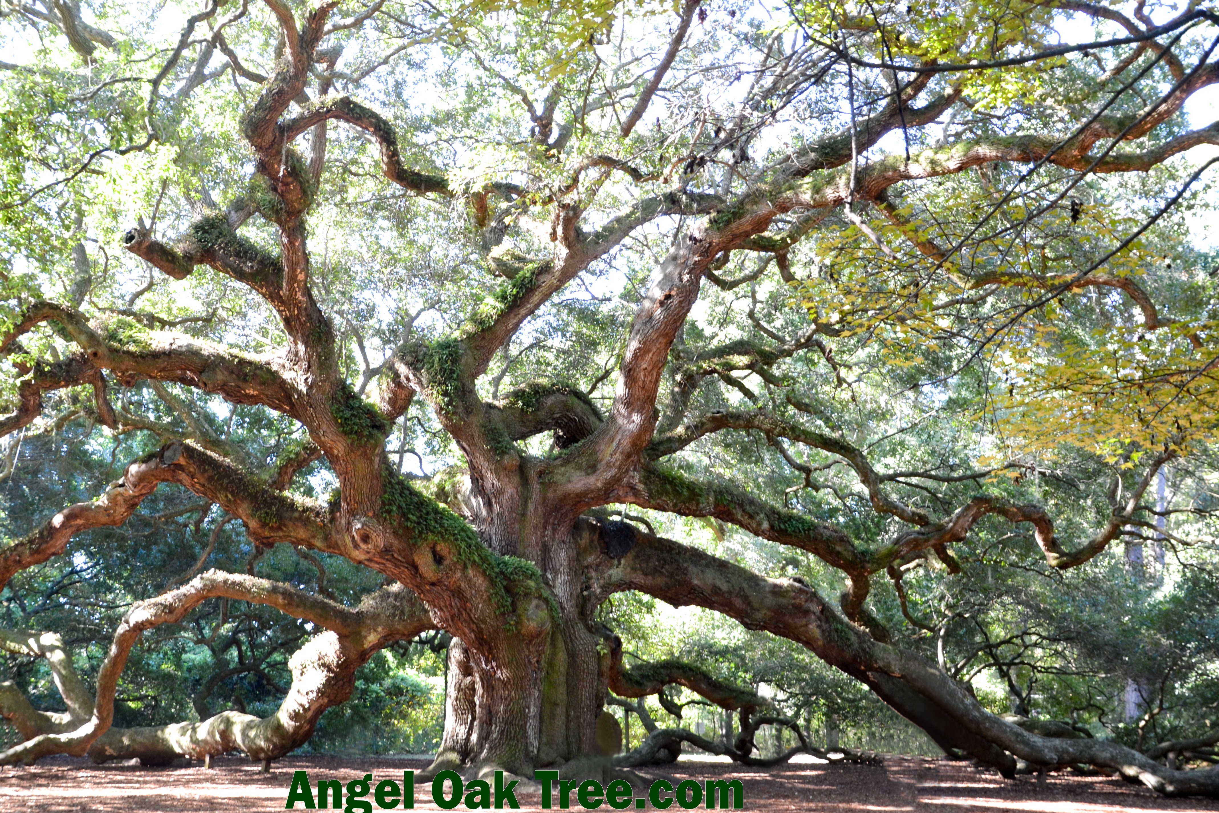 Photos of Angel Oak Tree