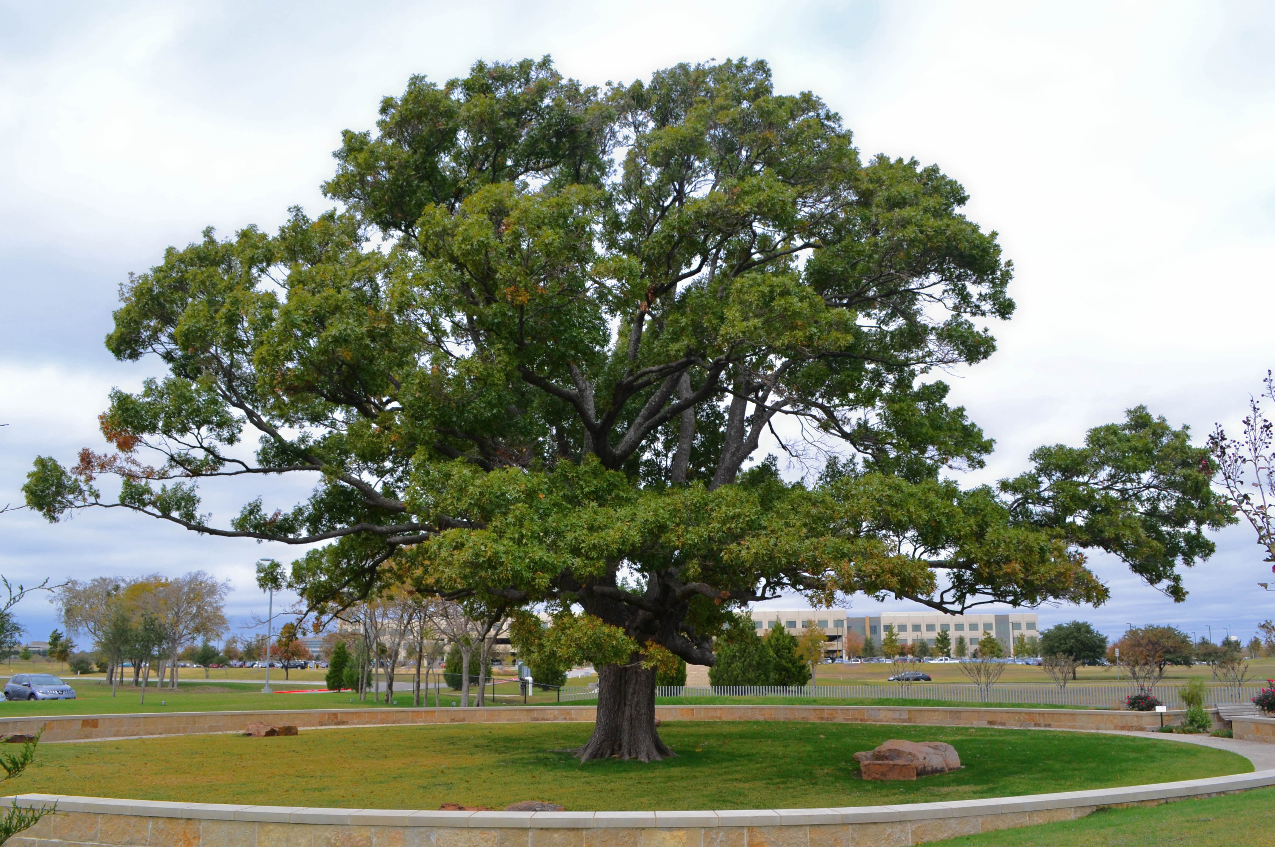 Tree Profiles: Top Rated Shade Trees, Shumard Red Oak