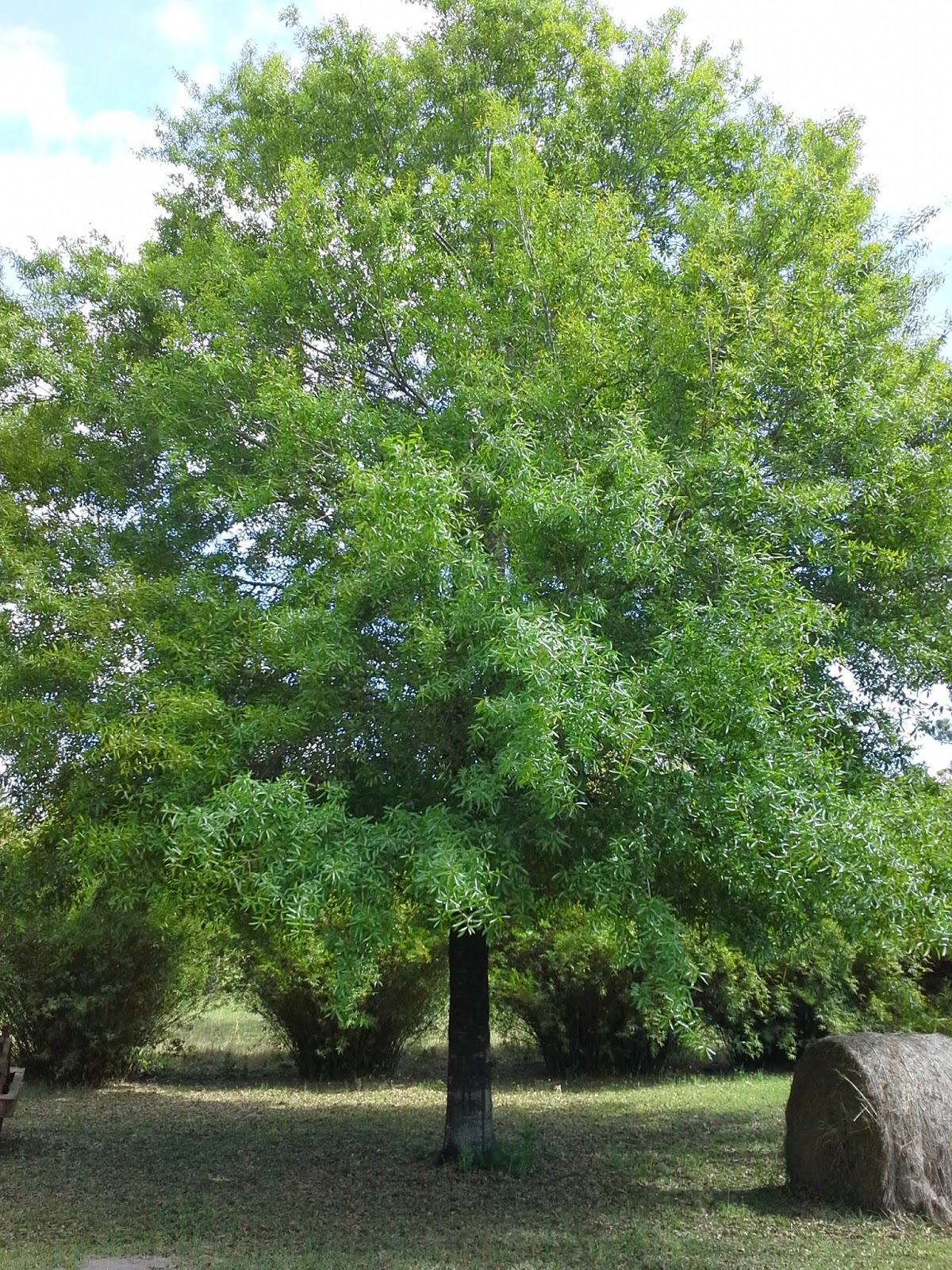 Buy Willow Oak Tree Online | Free Shipping Over $99.99