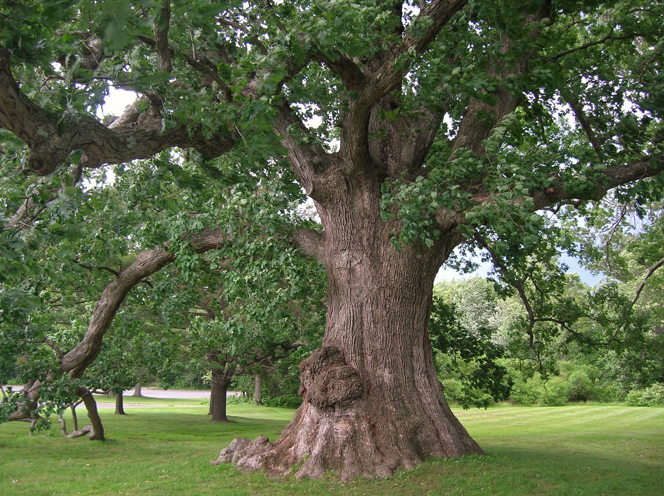 File:White Oak Tree, West Hartford, CT - June 17, 2013.jpg ...