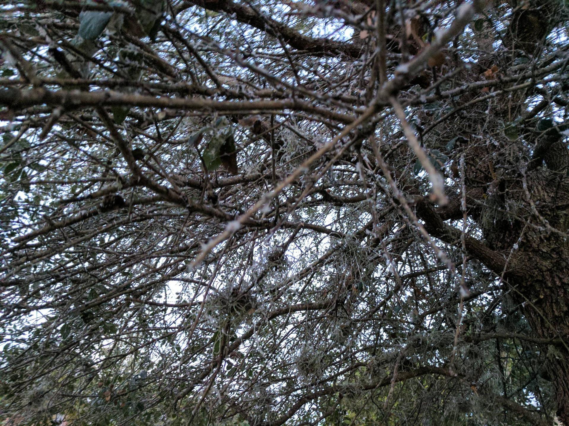 Oak tree closeup photo
