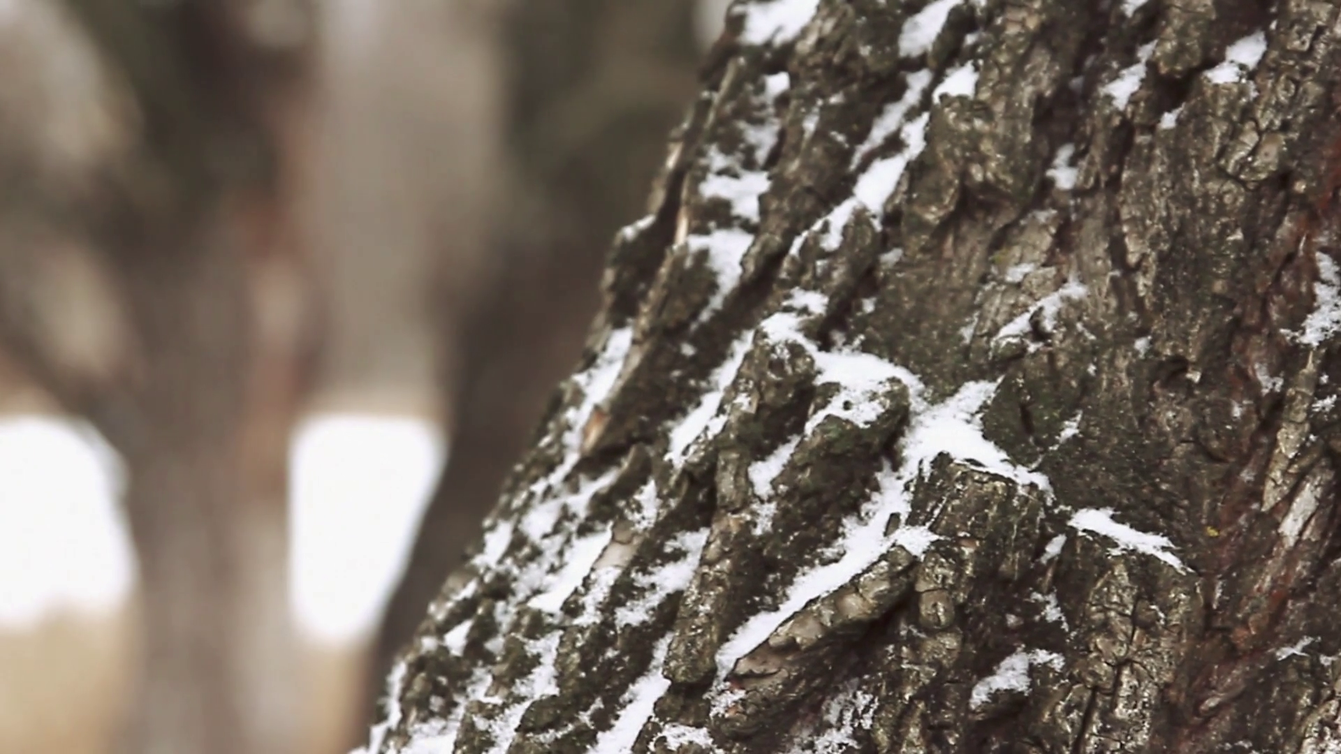 Oak bark close-up. Daylight, winter, forest. Background. Stock Video ...