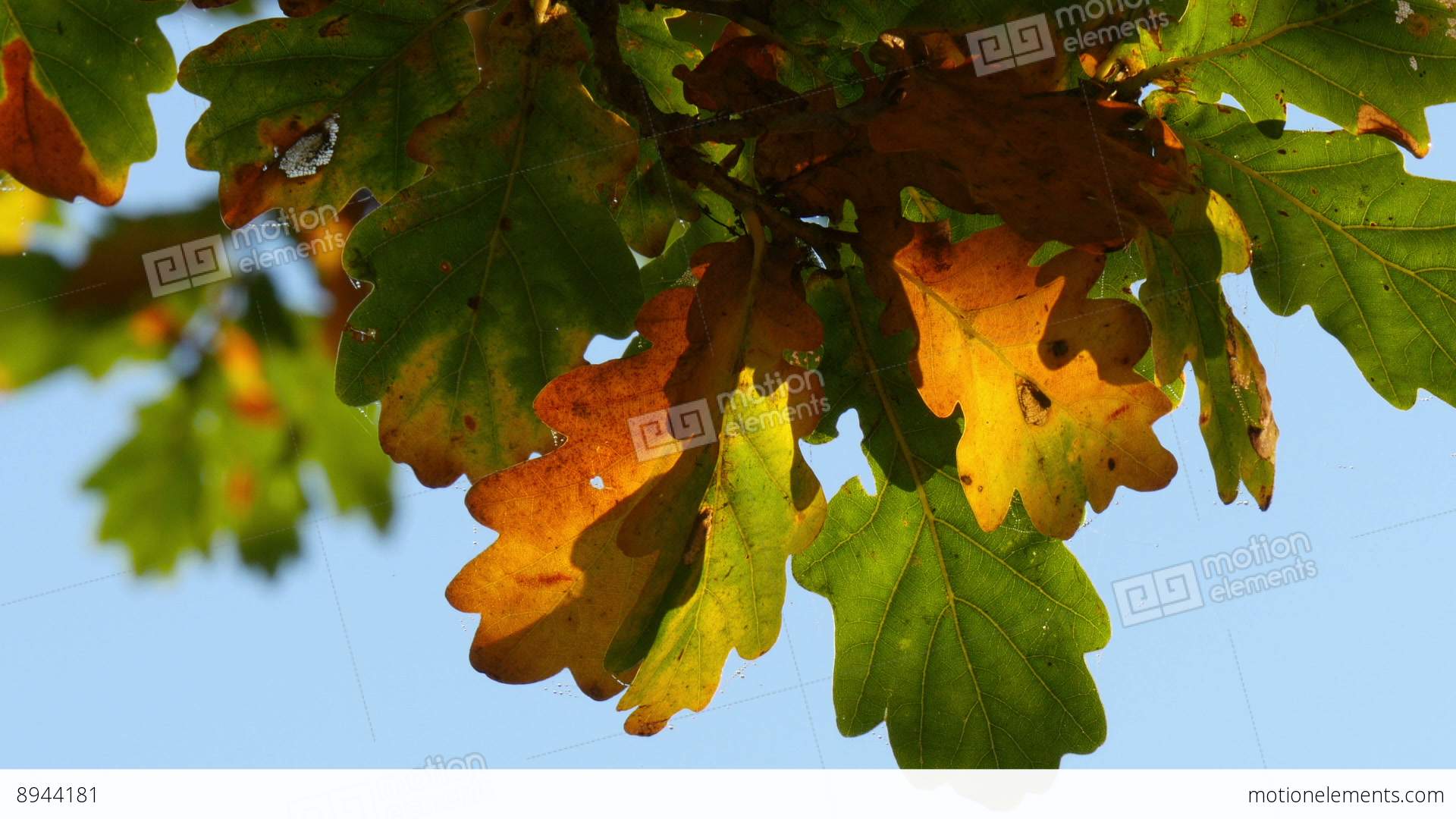 Oak Tree Leaves In Indian Summer Closeup Stock video footage | 8944181