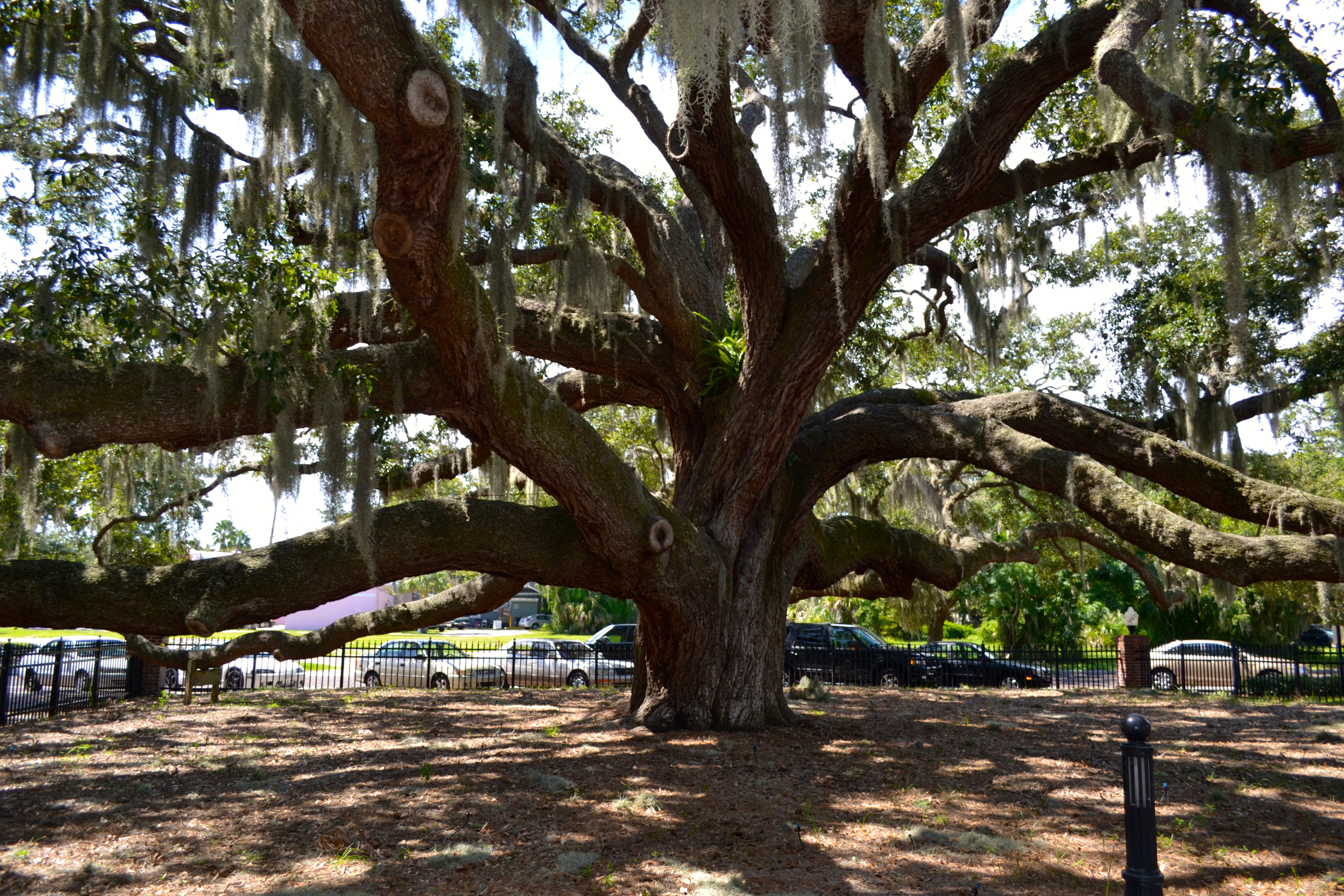 Safety Harbor officials look to purchase Baranoff Oak property ...
