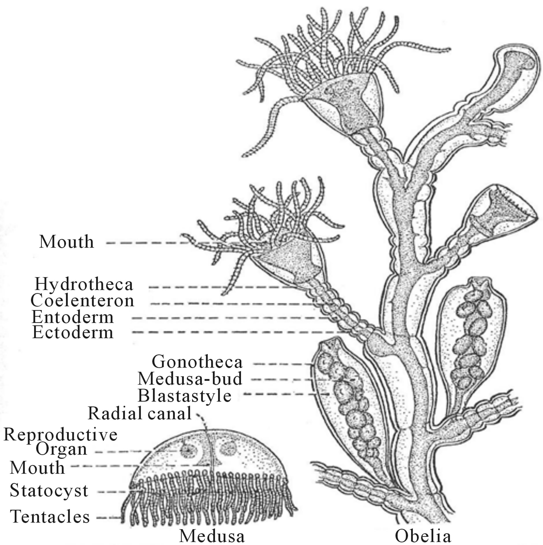 life cycle of obelia | invertebrate zoology