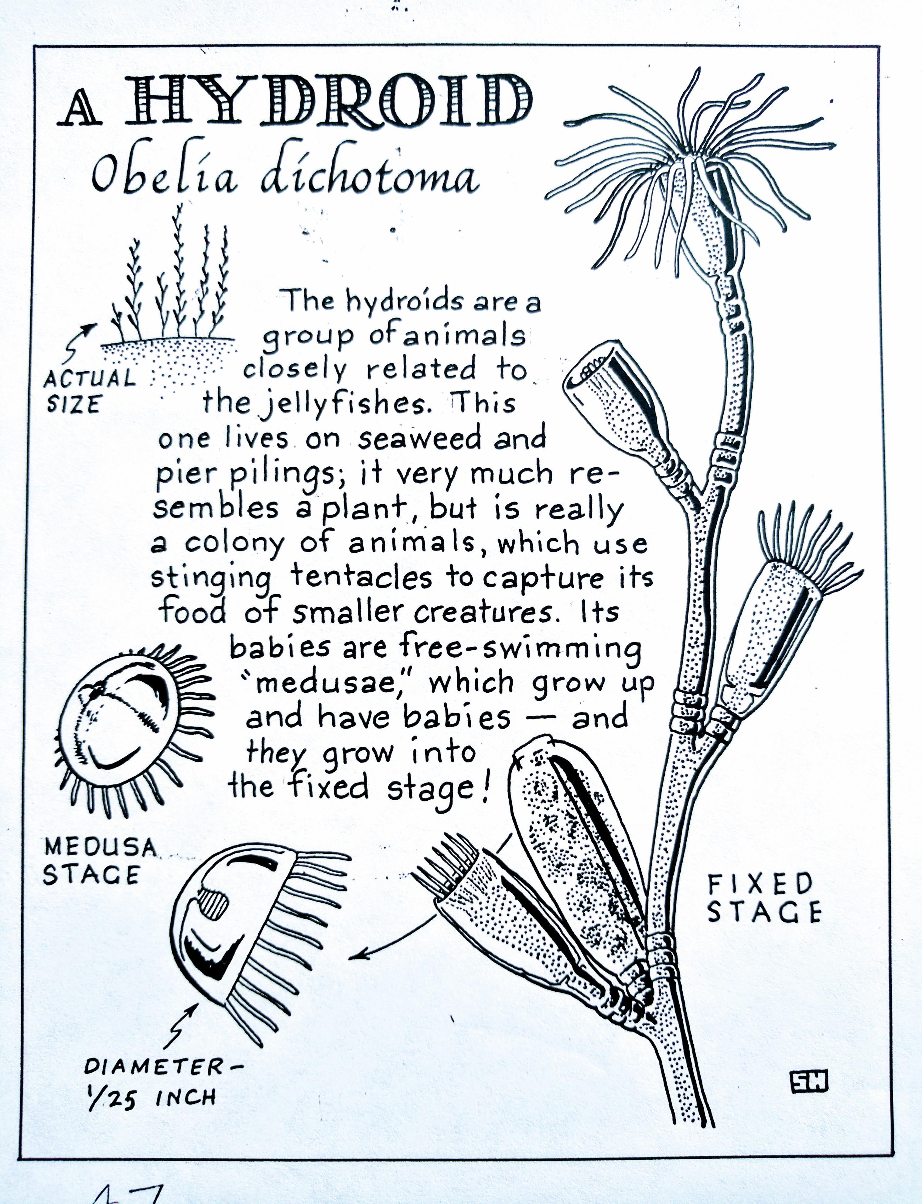 A Hydroid (Obelia dichotoma) | The Ocean World by Sam Hinton ...