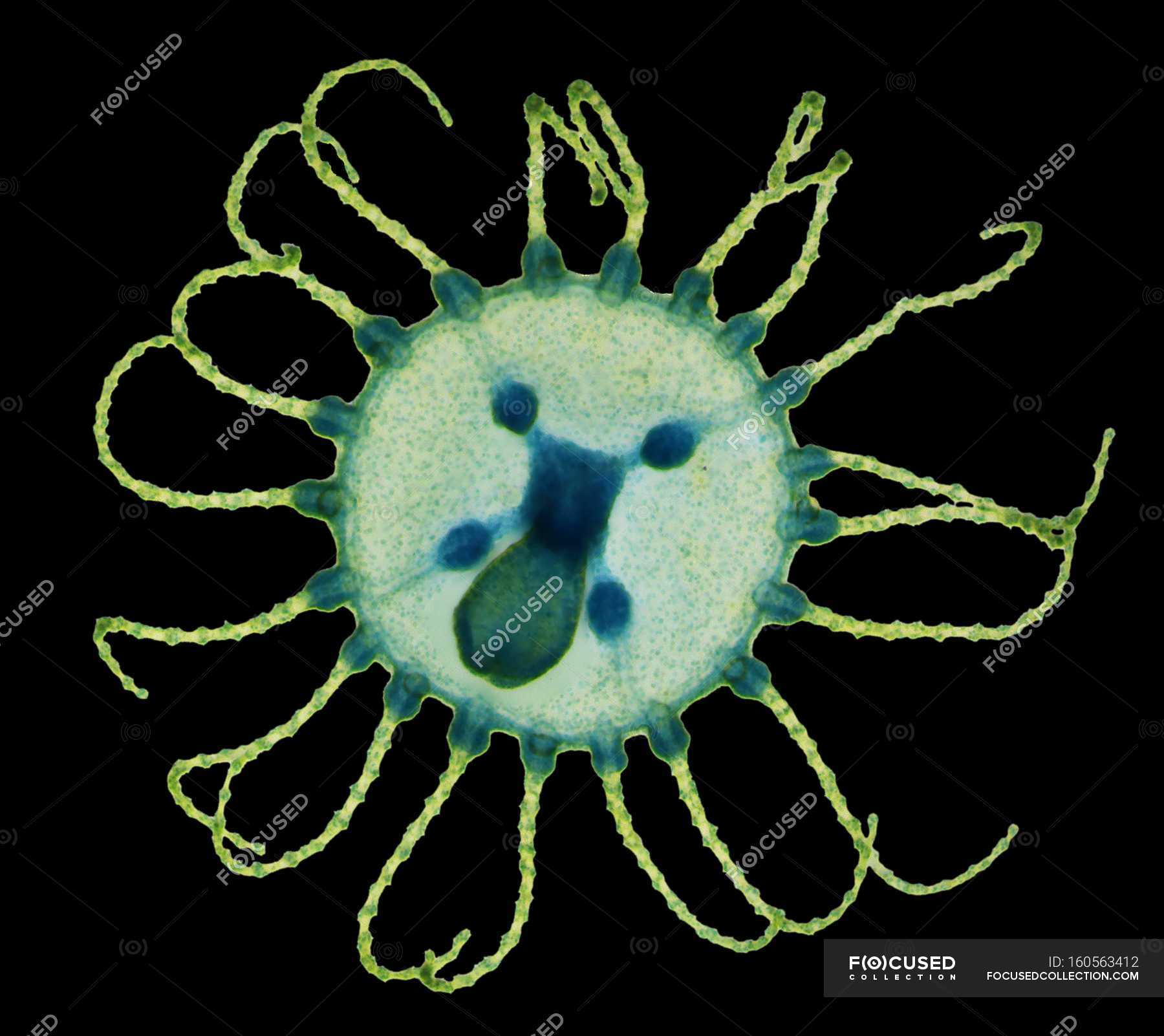 Obelia hydrozoan medusa. Light micrograph (LM) of a medusa (young ...