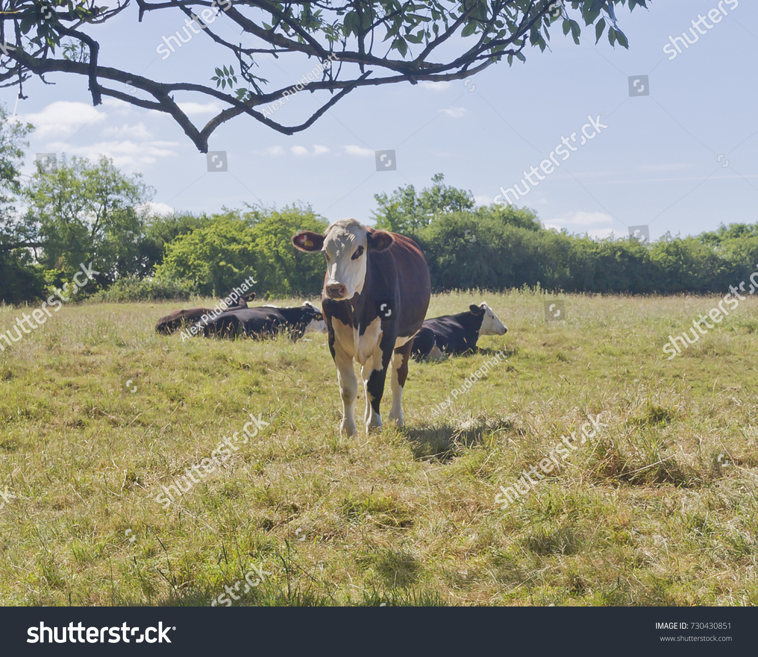 Standing Roan Brown White Bullock Male Stock Photo 730430851 ...